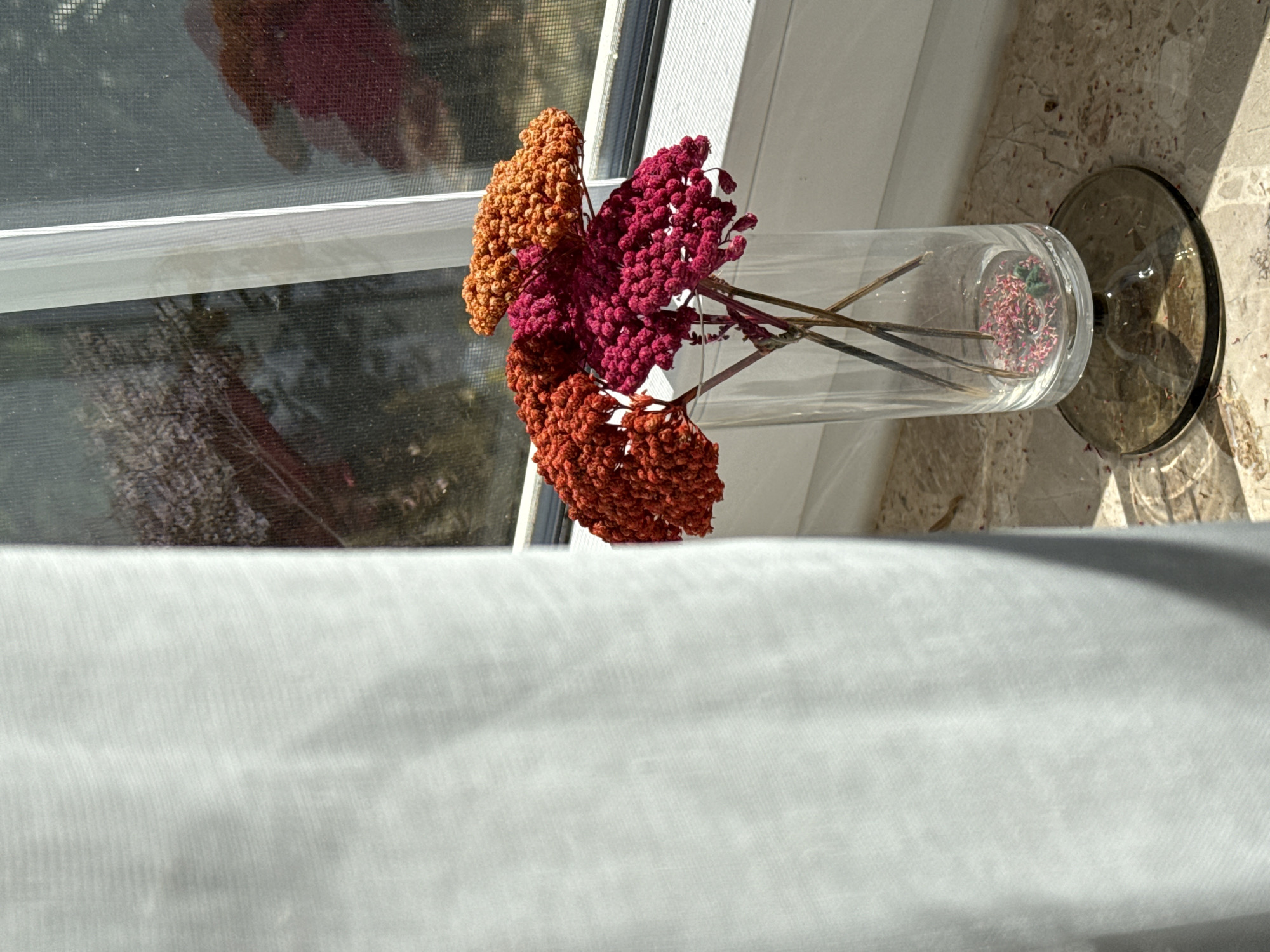 A close-up, eye-level shot shows a clear glass vase with a dark brown base holding three dried flower clusters. One cluster is a deep magenta, and two are orange. The vase sits on a marble windowsill, with scattered dried flower petals on the windowsill surface. A light gray curtain is partially visible on the left side of the frame, casting a shadow. The background features a window with a screen, and reflections of red foliage are visible on the glass. The scene is illuminated by natural light. The location is Bad Sachsa, Germany.