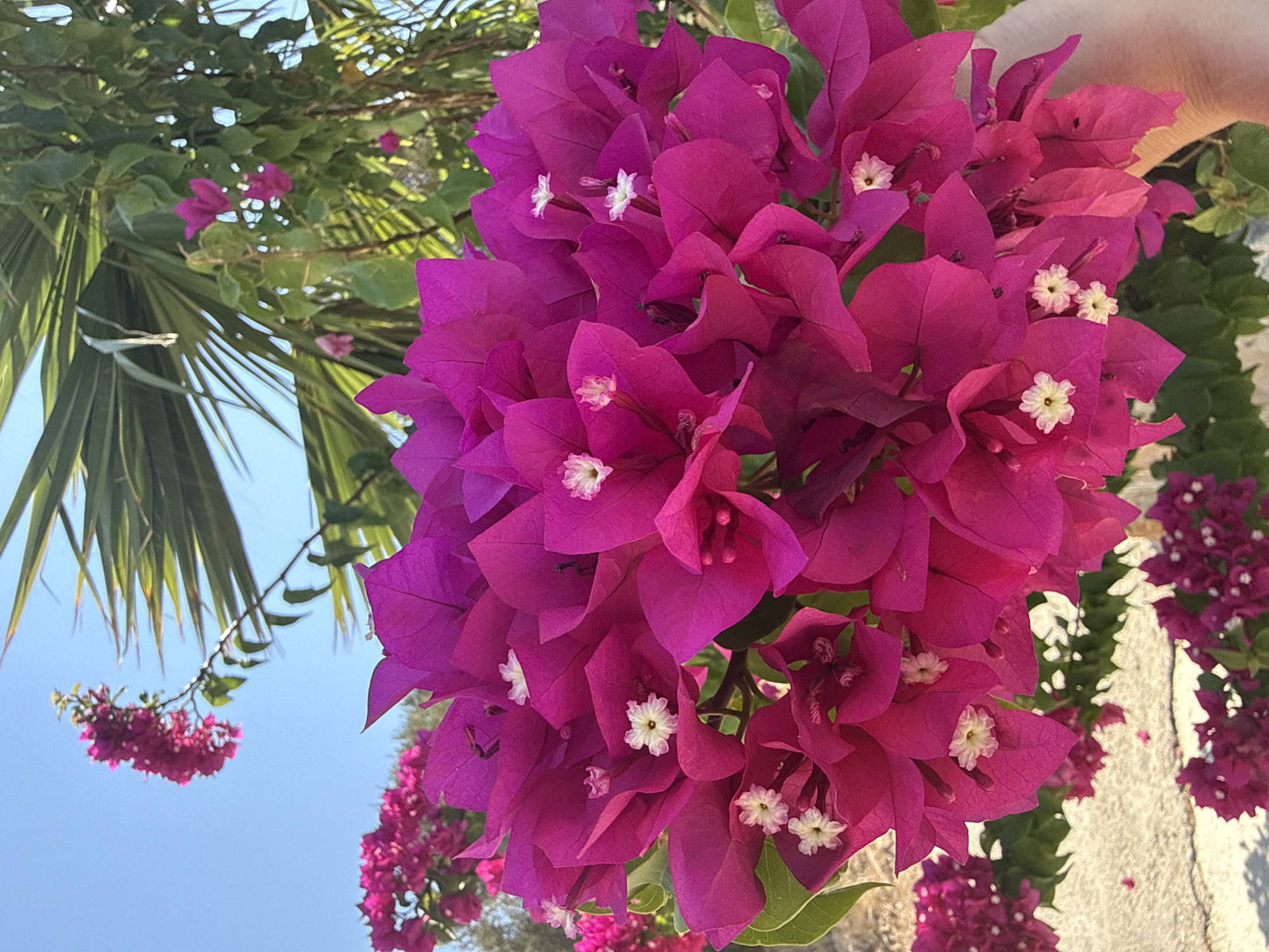 A close-up, vertical shot captures a cluster of vibrant fuchsia bougainvillea flowers in the foreground, with smaller white flowers at their centers. The bougainvillea blooms are lush and plentiful, with some of their papery bracts appearing slightly translucent against the bright sunlight. Behind the prominent floral display, the fronds of a palm tree are visible, their sharp, green leaves creating a backdrop against a clear blue sky. In the distance, a hint of a building's light-colored stone wall can be seen, along with more bougainvillea plants, suggesting an outdoor setting in a location like Bodrum, Turkey, known for its vibrant flora and Mediterranean climate. A partial view of a human hand, with light skin, is visible on the right side of the frame, gently holding or interacting with the flowers. The overall impression is one of abundant natural beauty bathed in warm sunlight.