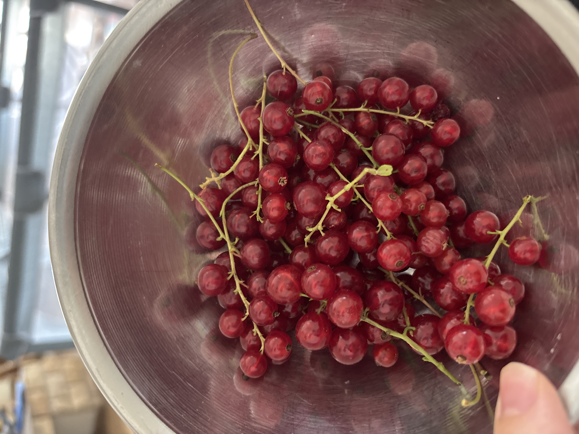 This media file shows a close-up overhead view of a metal bowl filled with fresh red currants. The currants are on their stems and are a vibrant red color. Some of the stems are light green, while others are dried and brown. The metal bowl has a slightly reddish hue and a textured, ridged interior. The background is blurred, but appears to show a domestic or outdoor setting with some light filtering in, suggesting it might be daytime. There are no people or text visible in the image. The scene appears to be focused solely on the fruit.