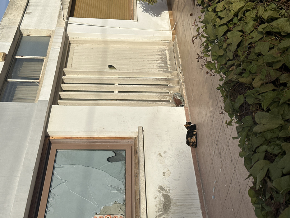 This image captures an exterior view of a building in Egkomi, Nicosia, Cyprus, under bright daylight. A calico cat, distinguished by its black, orange, and white fur, sits calmly on a light-colored tiled walkway adjacent to the building. The tiled ground features a regular grid pattern. To the right of the walkway, a dense, green vine or bush with small leaves and some reddish stems grows vigorously.
The building facade is light-colored, likely stucco or painted concrete, and appears somewhat weathered. It features multiple windows and external blinds. Towards the upper right, a window has closed, horizontally slatted, light brown external blinds. Below this, another set of external shutters, made of a lighter material, are partially open with several horizontal slats visible, revealing some interior. A small, dark, irregular hole is present in the closed upper section of these shutters. Further down the facade, a window frame contains severely fractured glass, displaying numerous cracks across the pane. A small, patterned object with red and white hues is partially visible behind the broken glass. An additional window on the upper left of the building has multiple clear glass panes within a light-colored frame. No discernible text is visible anywhere in the image.