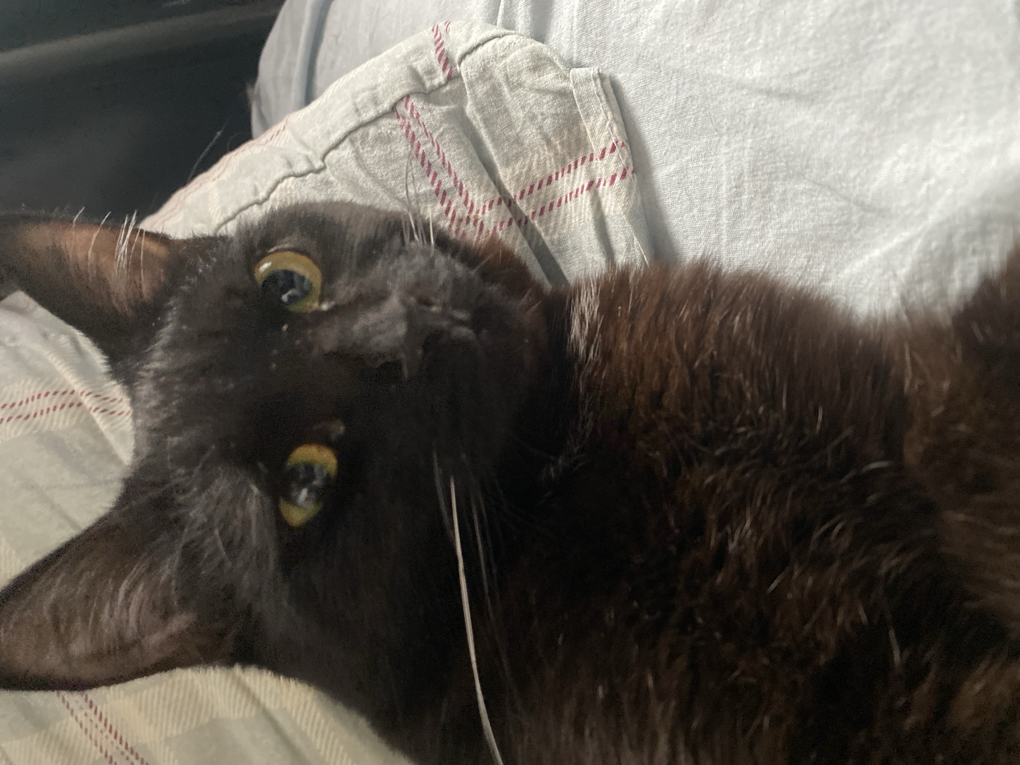 A close-up shot shows a black cat with yellowish-green eyes resting on a patterned gray fabric, possibly a bedsheet or pillowcase. The cat's head is tilted, facing the camera, with a few white whiskers visible against its dark fur. The cat's fur appears dense and glossy, with some light reflecting off the surface. The background consists of the patterned fabric and a gray surface. The scene appears indoors and likely within a domestic setting. There is no indication of the location being Izhevsk, Russia.