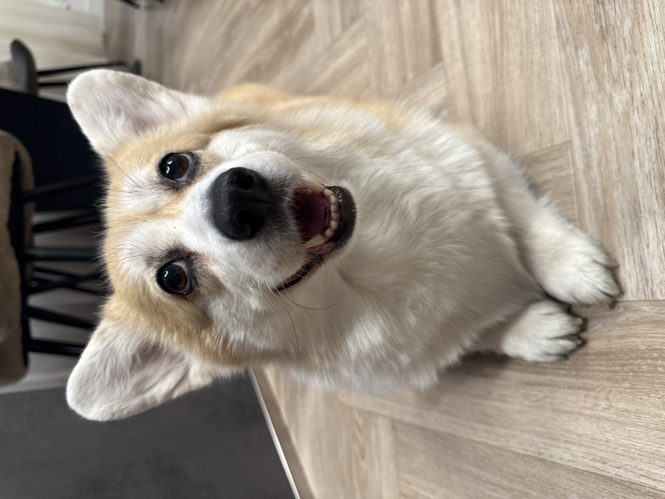 A corgi lies on a wood-look floor, its head tilted to face the camera. The dog's tan and white fur is visible, and its dark eyes are wide and expressive. Its mouth is slightly open, revealing teeth. The dog's paws are crossed. A table and chairs are visible in the background.