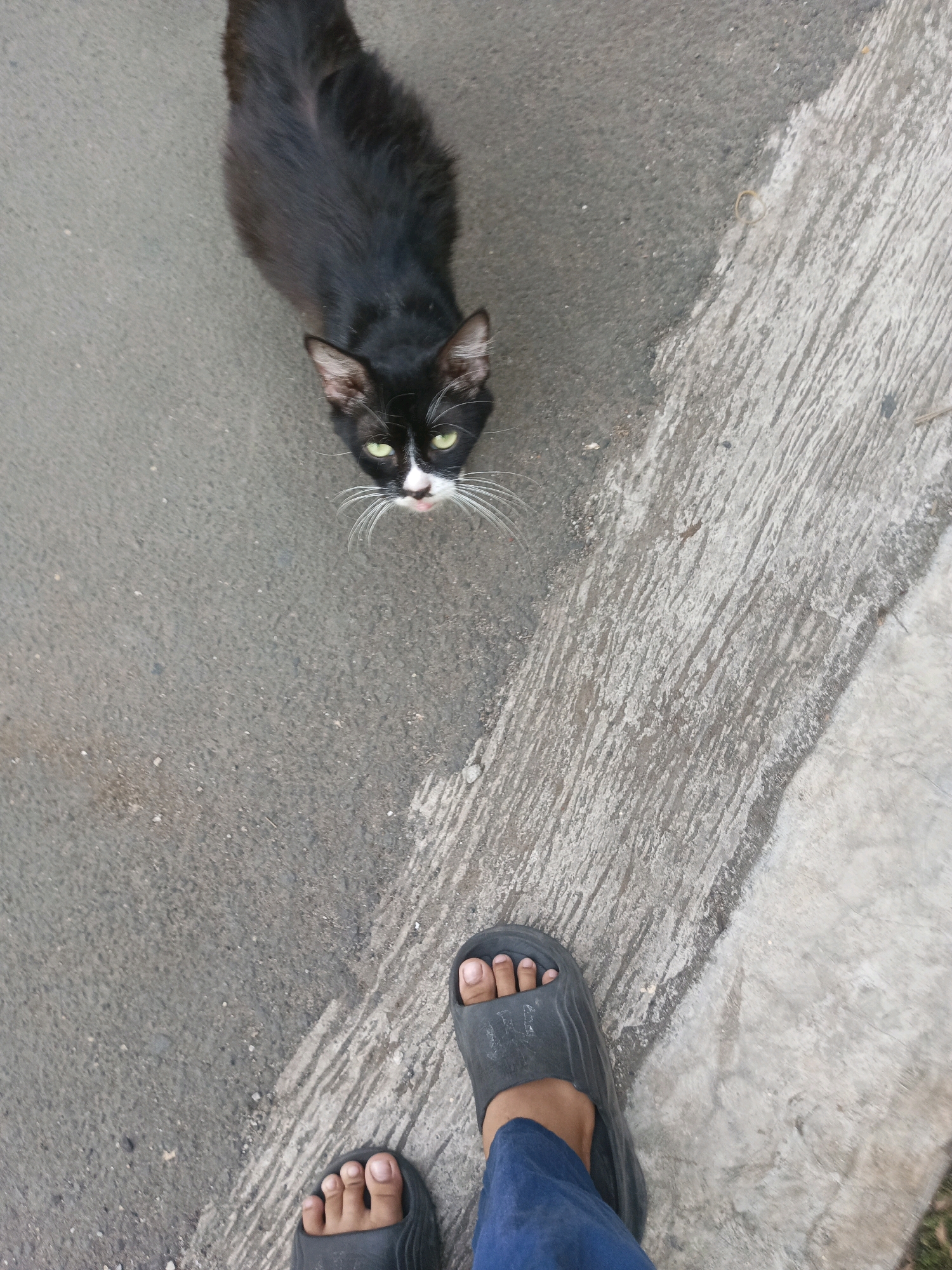 An overhead shot captures a black and white cat with green eyes looking up directly at the camera. The cat is positioned in the upper center of the frame, on a textured gray asphalt surface. To the right of the cat, a lighter, rougher concrete surface is visible, separated from the asphalt by a slightly raised edge. In the lower right portion of the image, a person's bare feet wearing dark gray slide sandals are visible, standing on the concrete. The person is wearing blue trousers. The scene appears to be outdoors, possibly on a sidewalk or pathway in South Tangerang, Indonesia, given the typical outdoor surfaces and footwear seen.