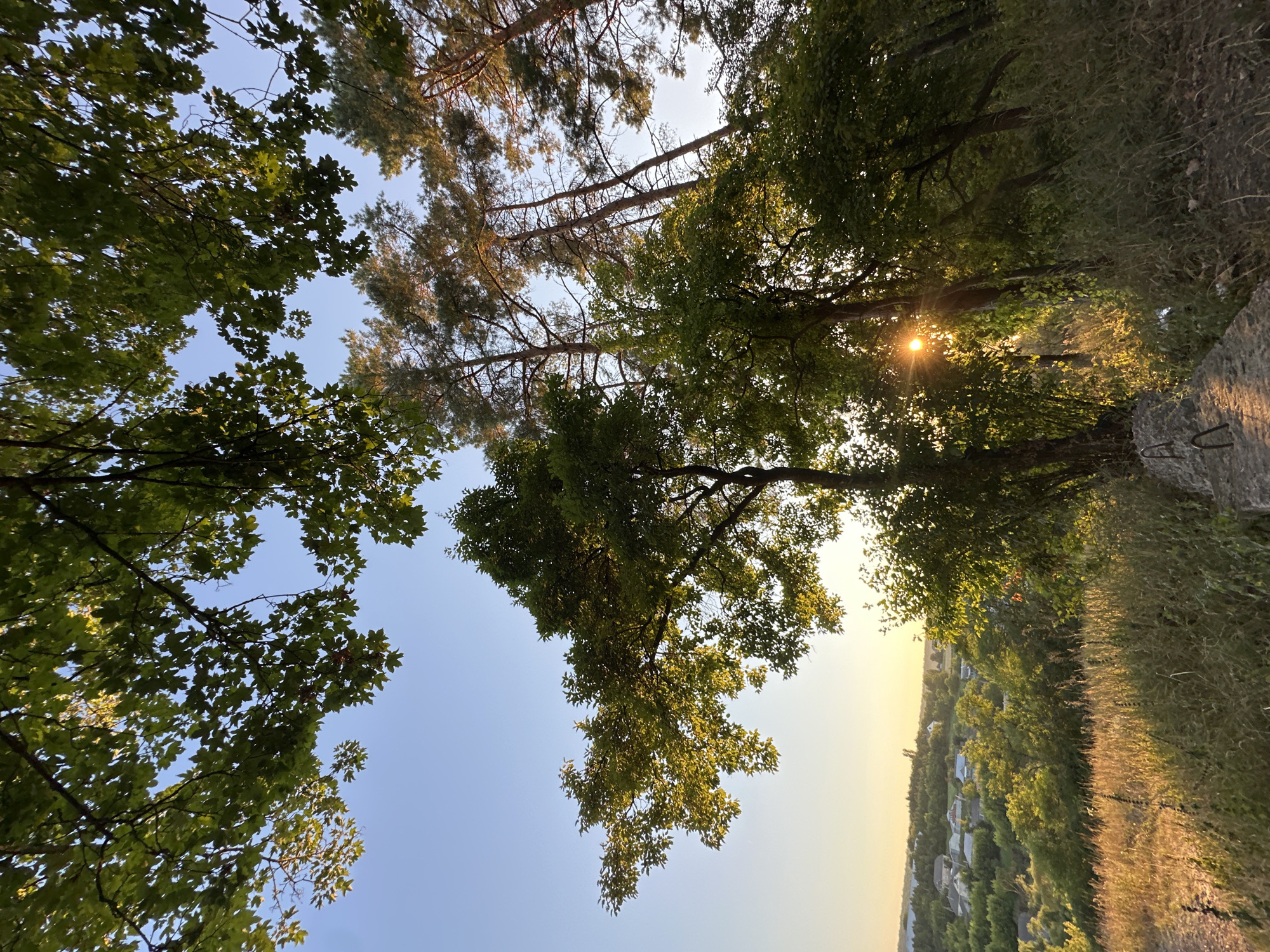 In Makiv, Ukraine, a scene captures the golden hour as the sun dips below the horizon, casting a warm glow over a verdant landscape. The foreground features a rocky, uneven terrain, partially covered by dry grass and vegetation. A concrete structure, possibly part of an old fortification or road, is visible on the right.
Further in the distance, a valley unfolds, dotted with houses and surrounded by lush green trees and foliage. The sky is a clear, bright blue, transitioning to a soft yellow and orange hue near the horizon, indicative of sunset.
The image is dominated by the natural elements of the scene. Towering trees, with their branches reaching towards the sky, frame the view. Sunlight filters through the leaves, creating a dappled effect and illuminating parts of the foliage with a vibrant golden light. Pine trees, with their distinctive tall and slender forms, stand amongst the other trees, adding to the diverse natural beauty of the location.
The overall impression is one of serene natural beauty, with the setting sun enhancing the picturesque view of Makiv.