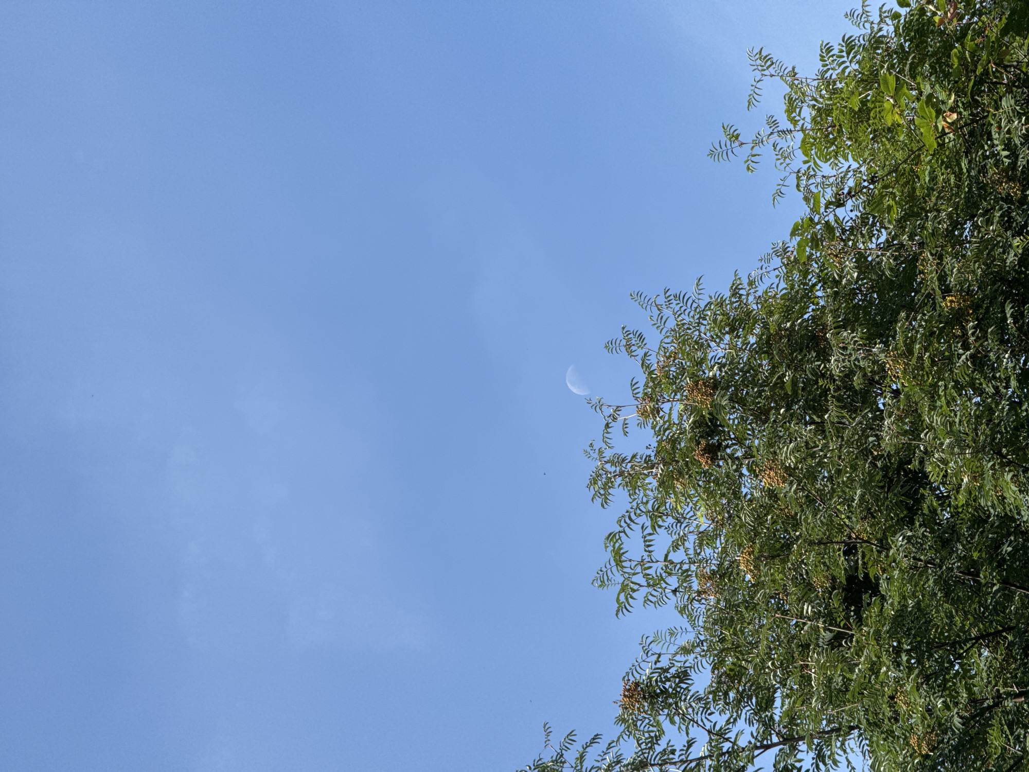 A low-angle shot captures a clear, light blue sky with a crescent moon visible in the upper right quadrant. The foreground is dominated by the lush green foliage of a tree, likely a rowan tree due to the clusters of small, yellowish-orange berries visible among the leaves. The branches of the tree extend upwards, partially obscuring the sky. The image appears to be taken outdoors in a natural setting, possibly a park or a residential area in Усть-Мана, Russia, given the context of the location. The lighting suggests it is daytime, likely late afternoon or early evening, when the moon is sometimes visible in the sky. No people or animals are present in the frame.