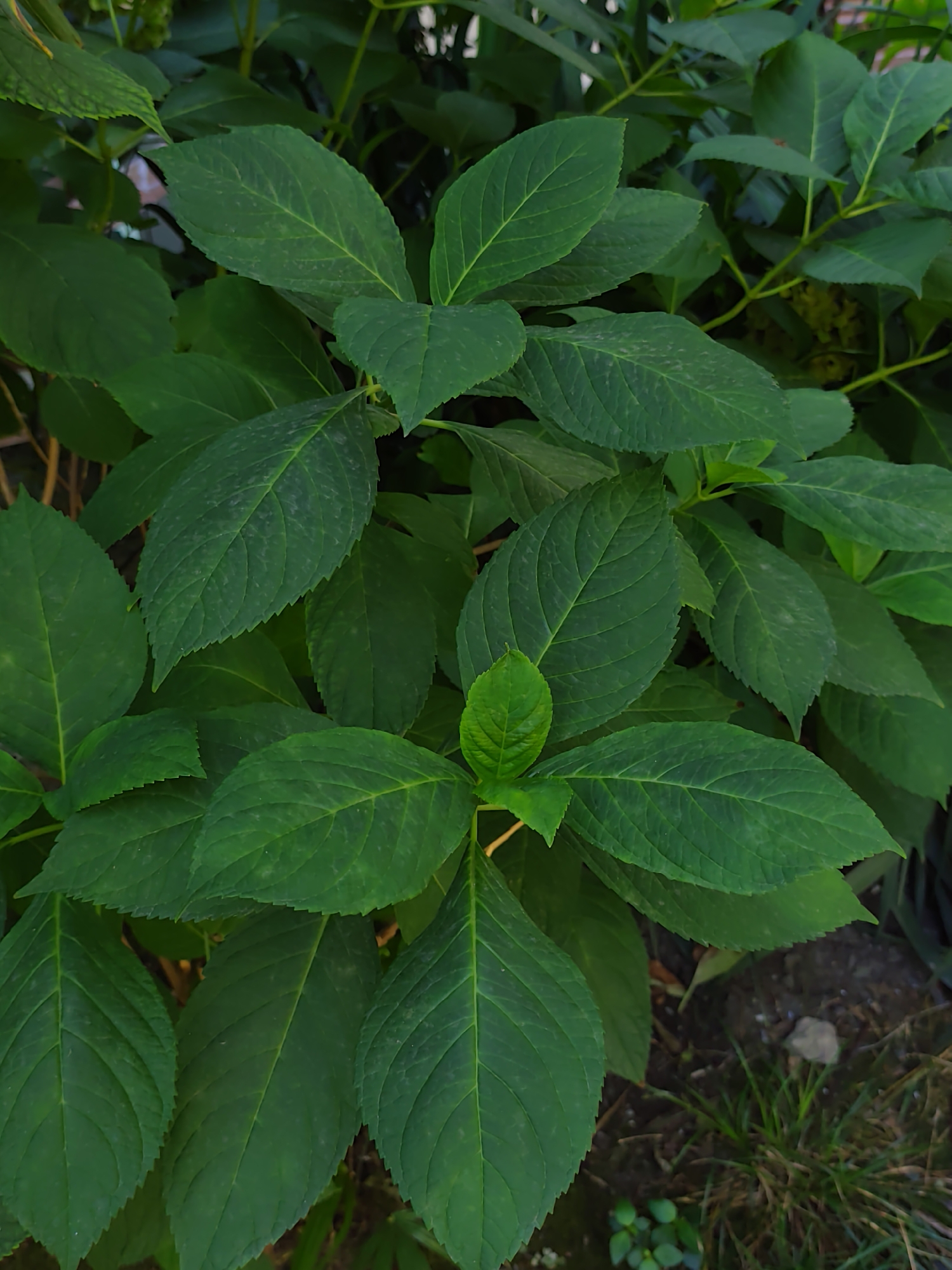 A close-up, high-angle shot showcases the dense, vibrant green foliage of a hydrangea bush. The leaves are large, ovate, and have serrated edges, with prominent veins running through them. The lighting suggests it is either early morning or late afternoon, casting subtle shadows and highlighting the texture of the leaves. The background is a soft blur of more greenery and some dark soil, with a hint of dry grass and a small grey stone visible at the bottom right. The overall impression is one of lush, natural growth. The scene is not explicitly located in Sochi, Russia, but is a general depiction of a plant.