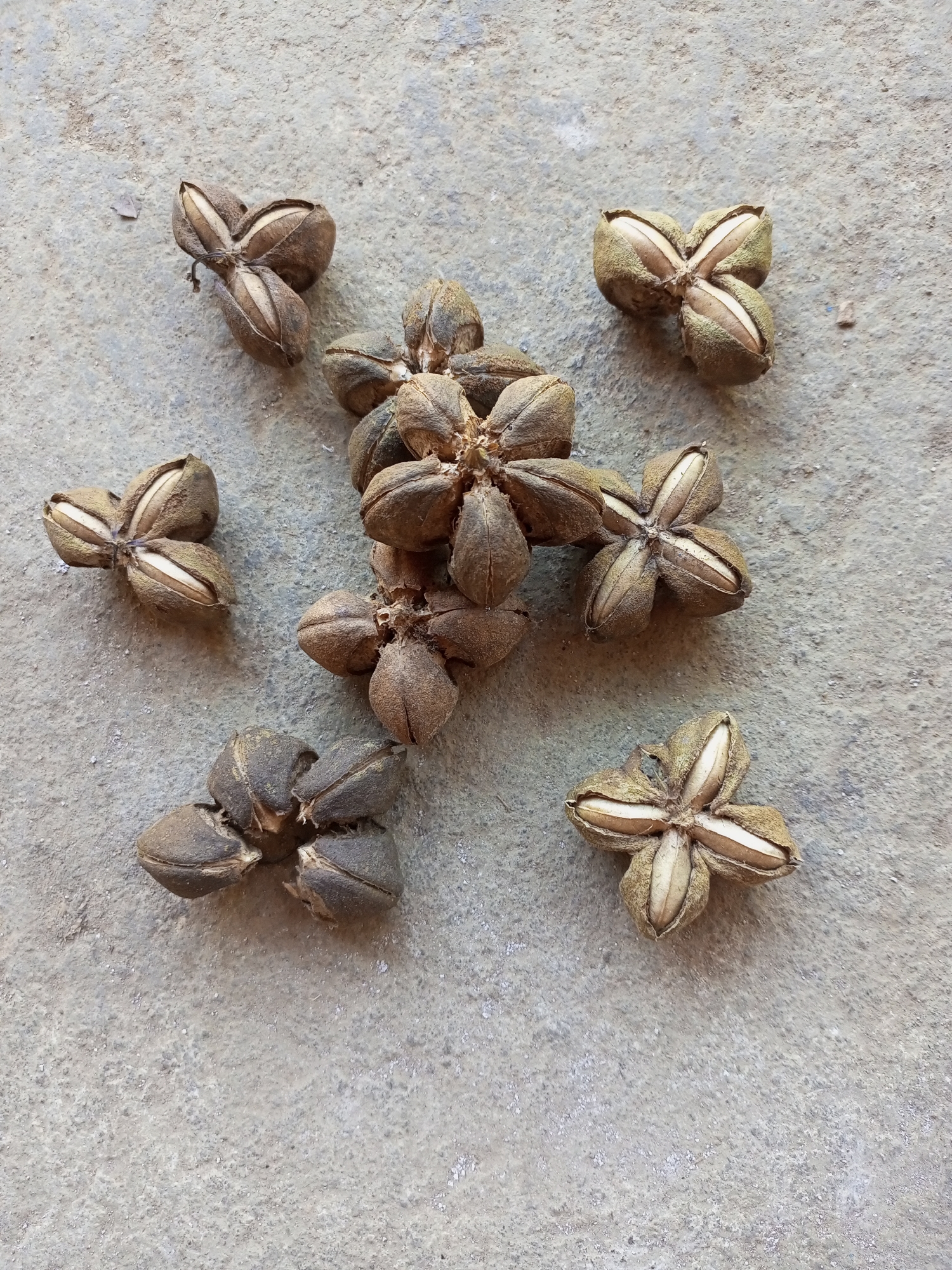 The image shows a collection of dried sacha inchi seed pods scattered on a rough, grey concrete surface. The pods are star-shaped, with multiple segments that have split open to reveal light-colored seeds inside. Some pods are intact, while others are partially or fully opened. The lighting suggests an outdoor setting, possibly in a rural area given the rustic concrete. There are no people or animals visible in the image. The scene is static and appears to be a close-up shot focused on the seed pods. The location in Jatipurno, Indonesia, is noted, implying these are likely locally grown sacha inchi.