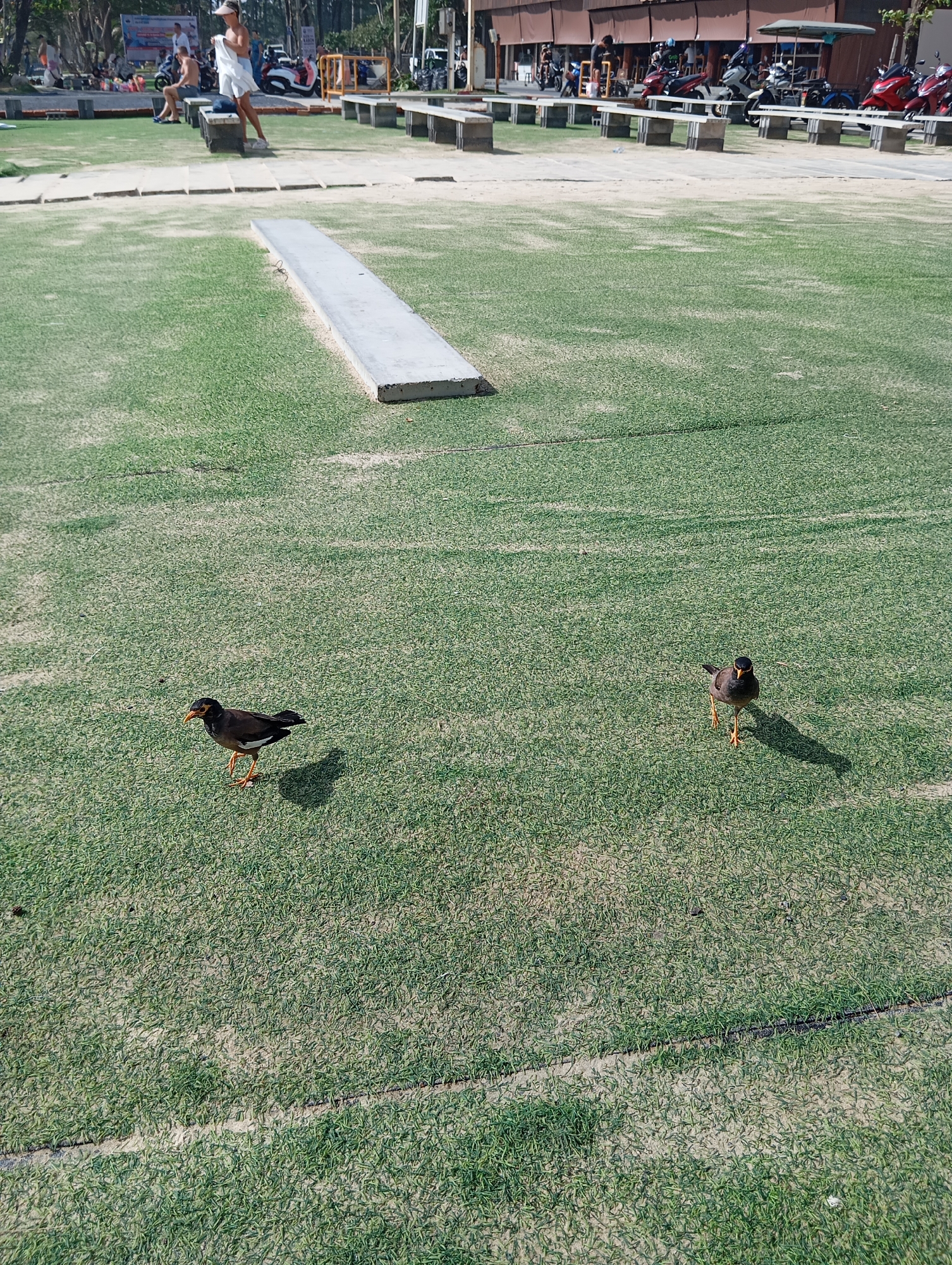 The image captures a section of artificial turf, likely part of a public recreational area in Karon, Thailand. In the foreground, two birds, identified as mynah birds, forage on the green surface. One bird is positioned to the left, facing left, while the other is to the right, facing forward. The birds have dark plumage with white wing patches and distinctive yellow beaks and leg markings.
In the middle ground, a concrete structure, possibly a bench or a border, runs horizontally across the frame. Beyond this, a sandy area is visible, transitioning into a paved walkway lined with concrete benches. In the background, several individuals are present, some seated on the benches, and others standing. One woman, wearing a white hat and white clothing, is standing and holding a white garment. A man in shorts is seated on a bench. Motorcycles are parked behind the benches, suggesting a commercial area or transportation hub. The overall environment appears to be an outdoor public space with elements of both recreation and commerce. The lighting suggests a sunny day.