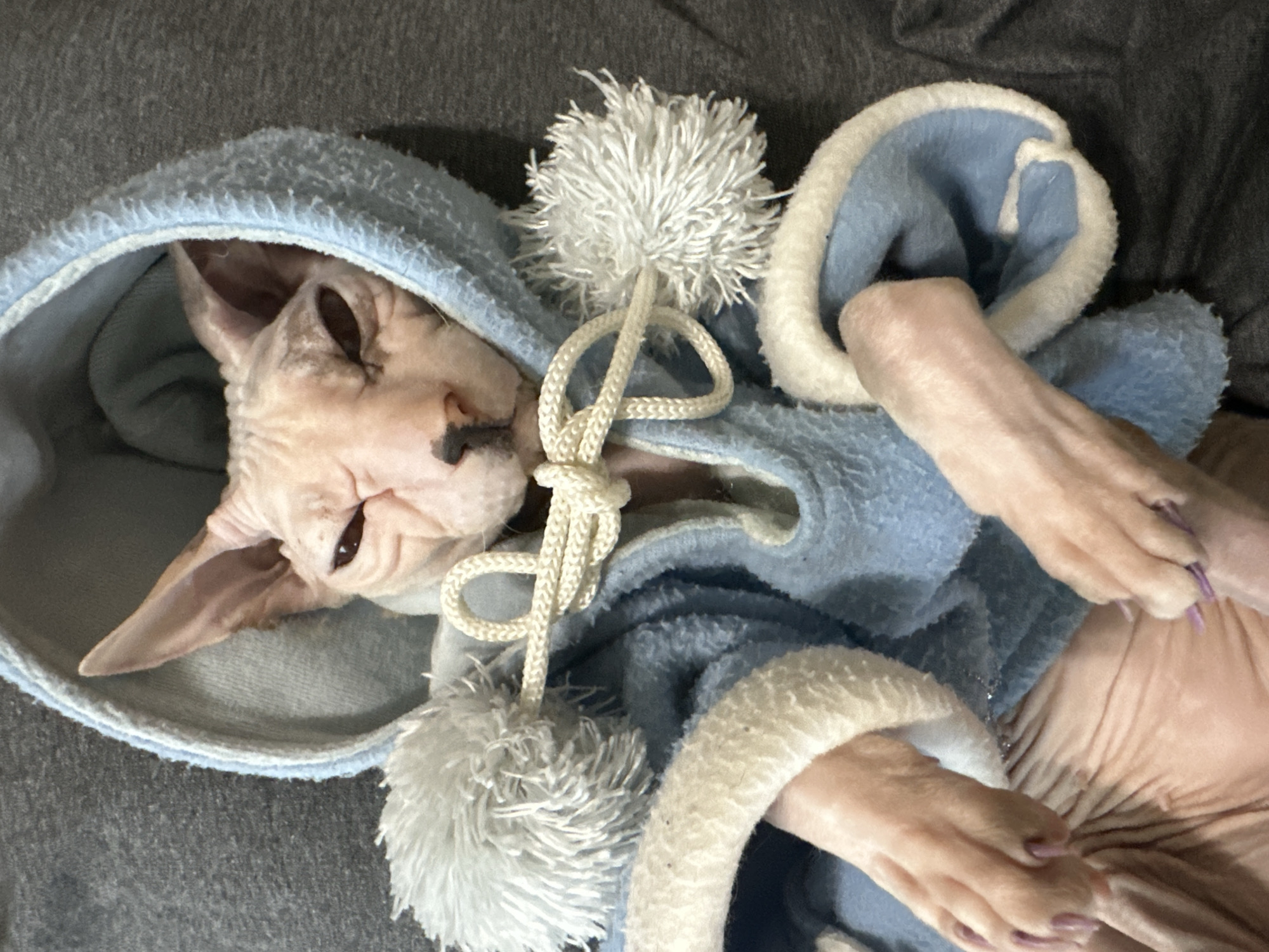 The image shows a close-up, overhead view of a Sphynx cat wearing a light blue hooded jacket with white trim and pom-poms. The cat is lying down, with its front paws visible. Its eyes are partially closed, giving it a relaxed or sleepy expression. The background is a dark gray, textured fabric, possibly a blanket or clothing. The image does not contain any information about the city of Togliatti, Russia.
