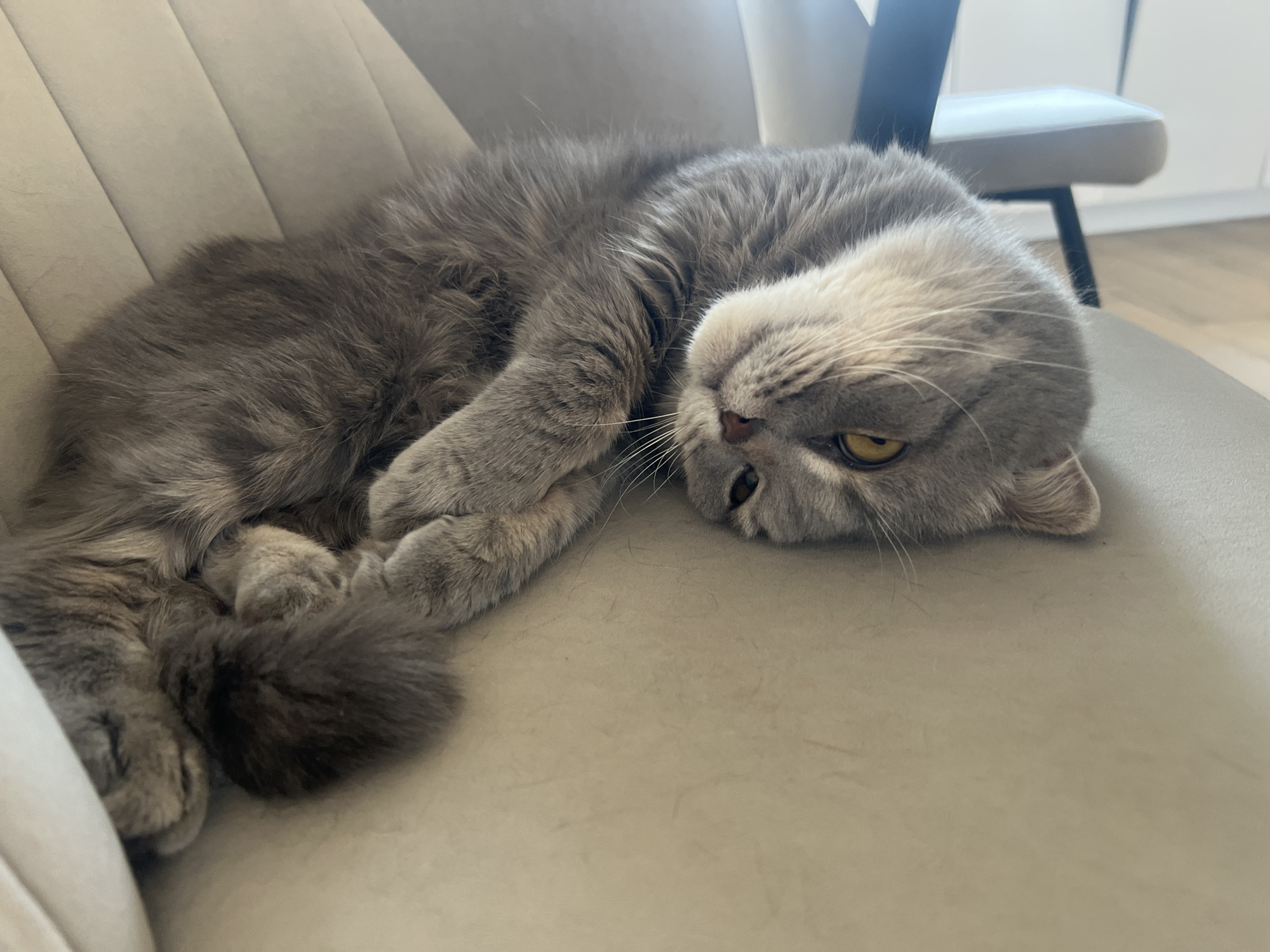 A grey long-haired cat is lying on a light-colored chair. The cat is curled up with its head tilted upside down and one yellow eye visible. The chair is upholstered in a smooth material and appears to be part of a dining set, with another similar chair partially visible in the background. The background is a plain white wall. The location is not identifiable as Votkinsk, Russia from the image.