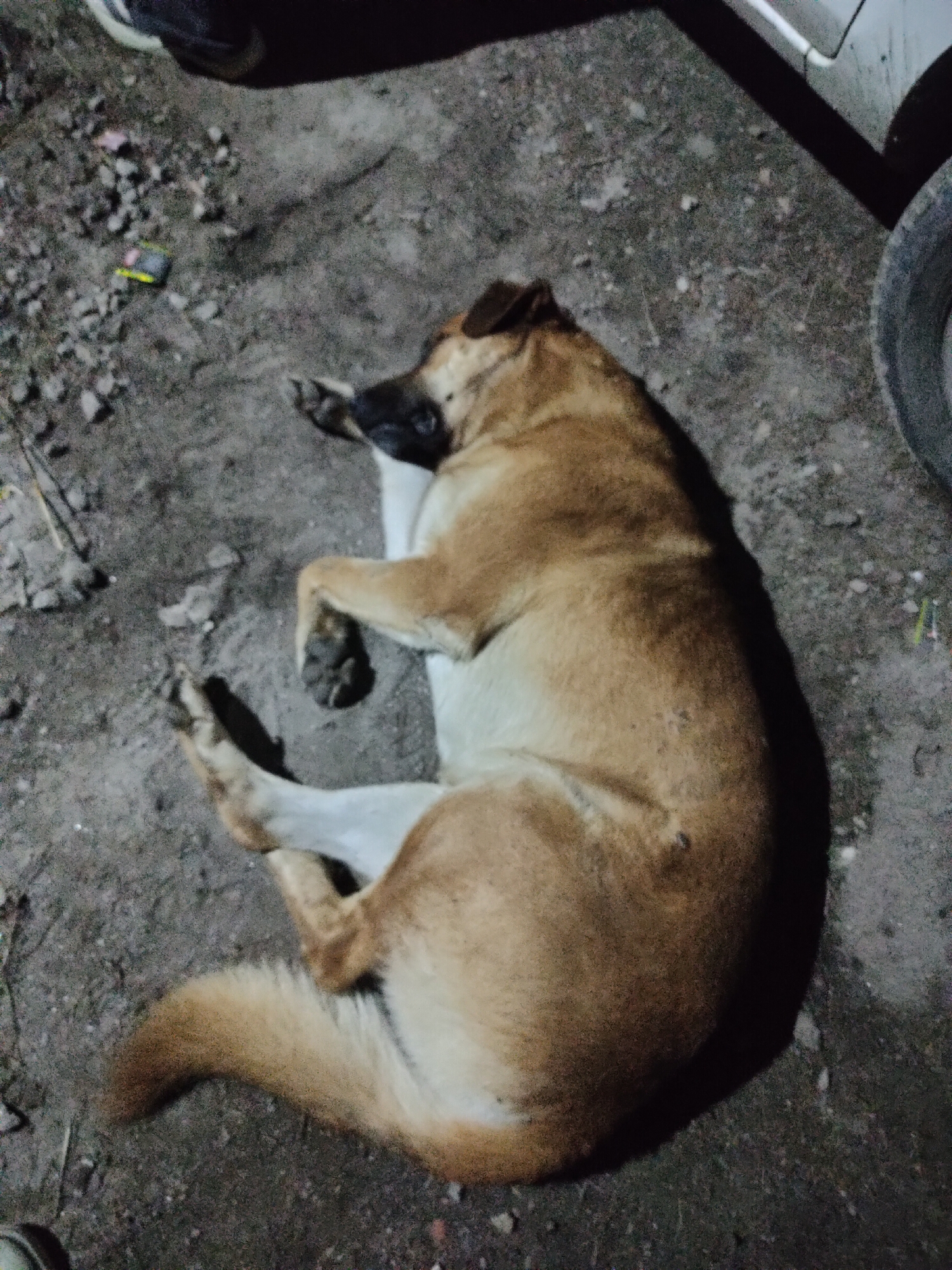 A medium-sized, light brown dog is lying on its side on the ground in what appears to be an urban outdoor setting. The dog's legs are splayed out, and its head is resting on the ground, with its eyes closed. The dog's fur is short and appears to be clean. The ground is covered with dirt and small stones. To the right of the dog, a black car tire is visible, partially obscured by shadow. In the background, there are shadows cast by an unknown object, possibly a vehicle or a structure. The lighting suggests it is nighttime or low-light conditions. There is also a small object that looks like a piece of litter on the ground to the left of the dog. No humans are visible in the frame.
