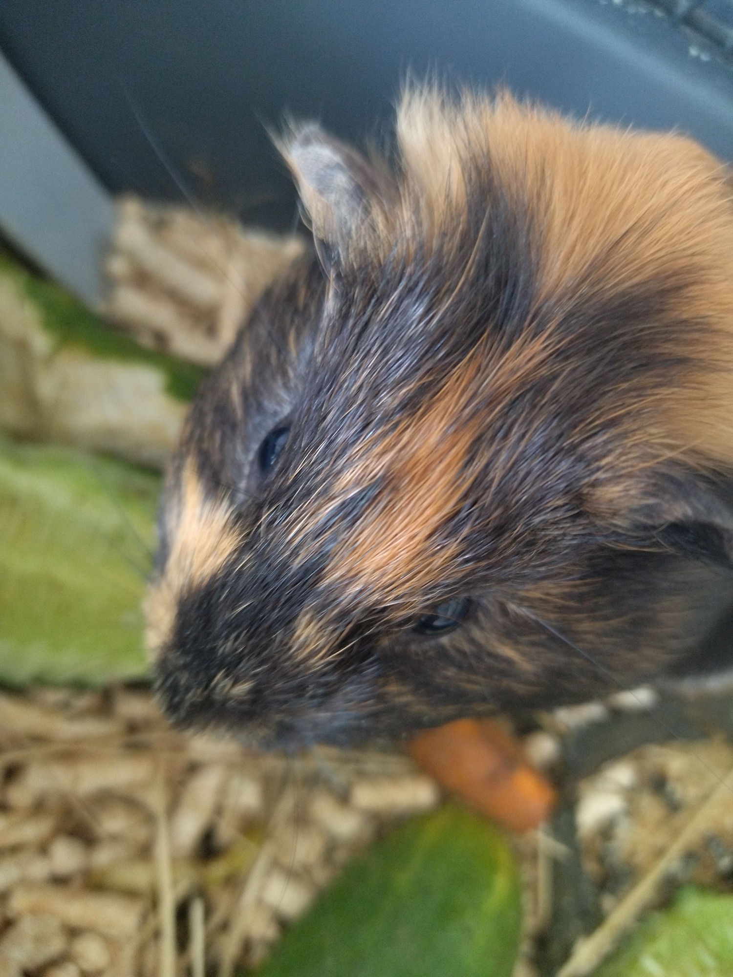 The image is a close-up, high-angle shot of a guinea pig's head. The guinea pig has brown, black, and orange fur, with its face turned slightly to the left. Its dark eye is visible. The background consists of bedding material, possibly wood shavings, and some green leafy matter, likely food. A small piece of orange, presumably a carrot, is visible in the lower right quadrant. The scene appears to be indoors, possibly in a cage or enclosure. The image was taken in Izhevsk, Russia.