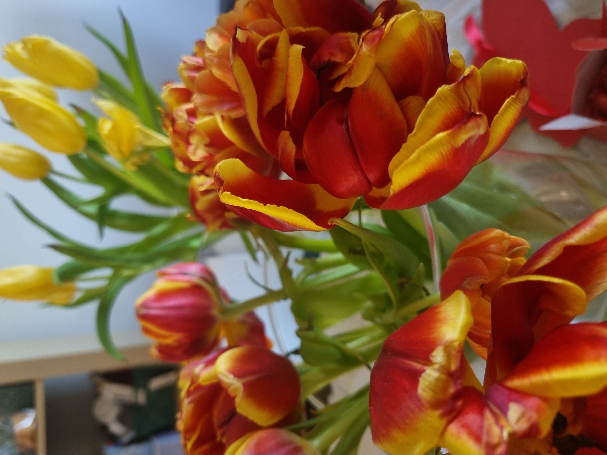 A vibrant close-up photograph captures a bouquet of tulips in an indoor setting in Saarbrücken, Germany. The primary subjects are numerous bi-colored red and yellow tulips, some fully open with ruffled, parrot-like petals, and others more tightly closed. Their rich red centers transition to bright yellow edges, creating a striking contrast. Several plain yellow tulips are visible in the upper left background, appearing softer and out of focus, adding depth to the composition. Lush green stems and leaves intertwine among the blossoms.
The lighting suggests daytime, with bright, diffused illumination highlighting the textures of the petals. In the right background, blurry red shapes, possibly paper decorations or cutouts, and translucent material that could be a vase or packaging are faintly visible. The far-left background shows indistinct objects on what appears to be a light-colored shelf or piece of furniture, further indicating an indoor environment. No specific activity is depicted, but the bouquet evokes a cheerful and appreciative mood. There is no visible text in the image.