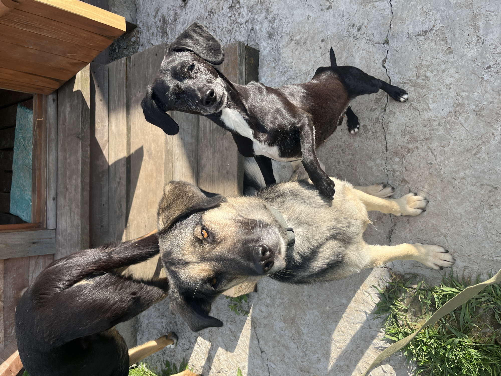 The scene shows three dogs in an outdoor setting. Two dogs are visible in full view. One is a black and white puppy standing on top of the second dog, a tan-colored adult dog. The black and white dog has white markings on its chest and paws. The third dog is partially visible, with only its head and front leg in the lower left corner of the image. All three dogs are looking towards the camera.
The setting appears to be a yard or outdoor space, with a wooden structure on the left side and a cracked concrete surface on the right side. Some grass and a green leash are visible near the lower right edge of the image. The photo is taken in sunlight.