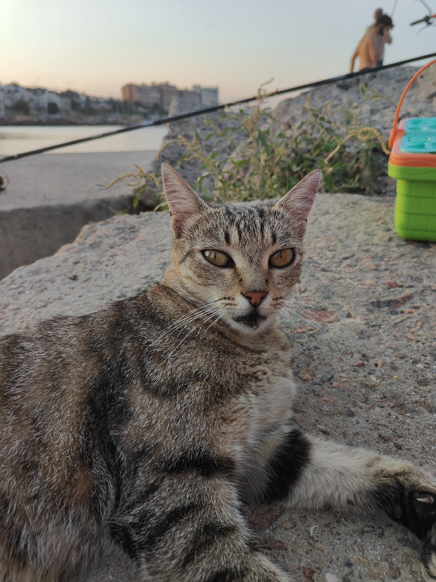 A tabby cat with distinctive dark stripes and amber eyes is lying on a rough, grey concrete surface. Its fur is a mix of brown, grey, and black. The cat is looking directly at the camera, with its body angled to the right. In the background, a blurred body of water is visible, with buildings and structures on the opposite bank, suggesting an urban coastal setting. A person, appearing to be a child, is visible in the far background, standing on a raised ledge. To the right of the cat, a bright green and orange plastic bucket with a blue lid is present. The sky is overcast with a pale, soft light, indicative of either early morning or late evening. The overall scene appears to be outdoors in a public area, possibly a waterfront promenade or park.