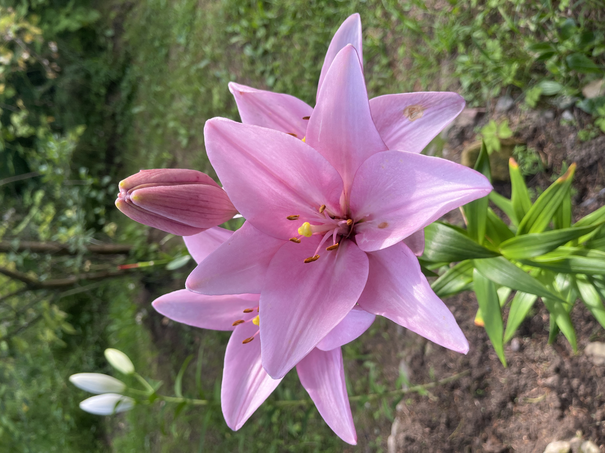 A close-up, eye-level shot captures a pink lily in bloom, its petals unfurled to reveal bright yellow stamen. The lily is positioned in the foreground, with a pink bud slightly above and to the right of the main flower. In the background, out of focus, are two white lily buds on a stalk to the left, and lush green foliage and tree trunks to the right. The ground appears to be a mix of dark soil and green grass. The lighting suggests it is daytime, with soft sunlight illuminating the flower. The overall scene depicts a garden setting, likely in Yakushevo Domozerovskogo Sel'soveta, Russia, during the blooming season.