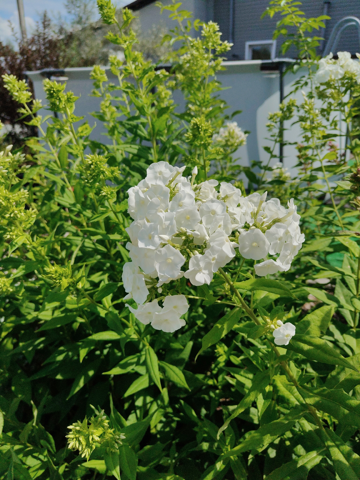 A cluster of white phlox flowers is in focus in the foreground of the image, with a backdrop of green foliage. The flowers are arranged in a dense, rounded head, with individual blossoms appearing delicate and star-shaped. Many unopened buds are visible amongst the open flowers, suggesting the plant is in full bloom. The leaves are lance-shaped and a vibrant green, creating a lush setting. In the background, a blurred residential structure with a grey facade and a white fence can be seen. The scene appears to be outdoors, possibly in a garden, in Kamenka, Russia. The lighting suggests it is a sunny day.