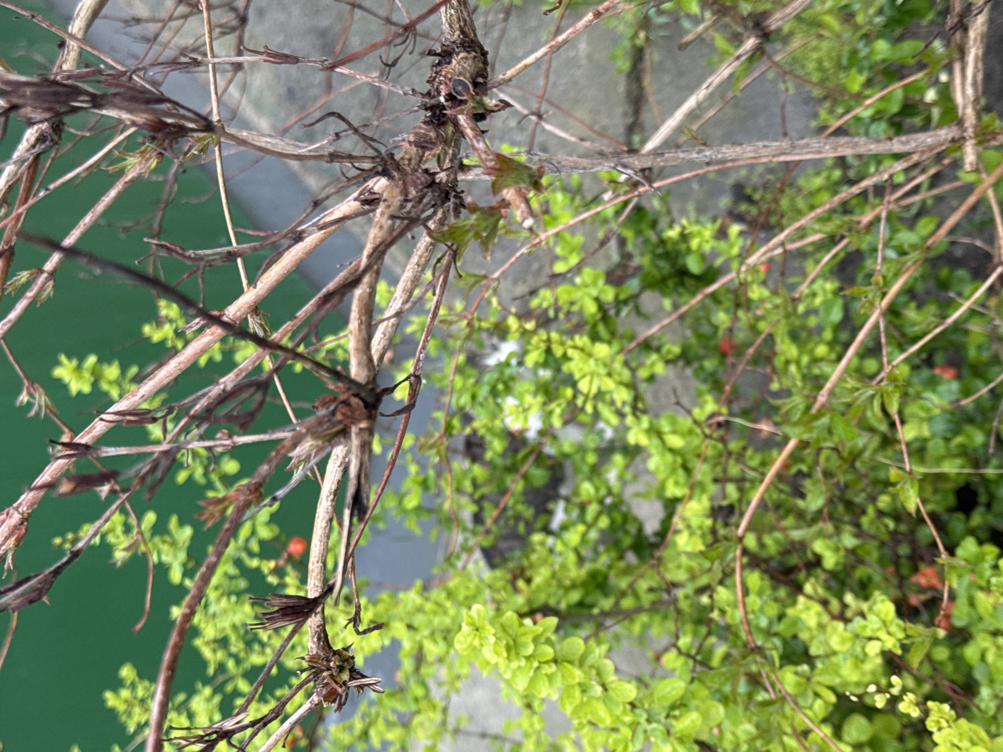 An eye-level shot shows a plant with branches and leaves, possibly in a garden or public space. The location may be in Anapa, Russia. Some branches are brown and appear older, while others are newer with green leaves. Some small red berries are visible among the greenery. The background includes sections of pavement and a green surface. The overall scene suggests a natural environment within an urban setting.