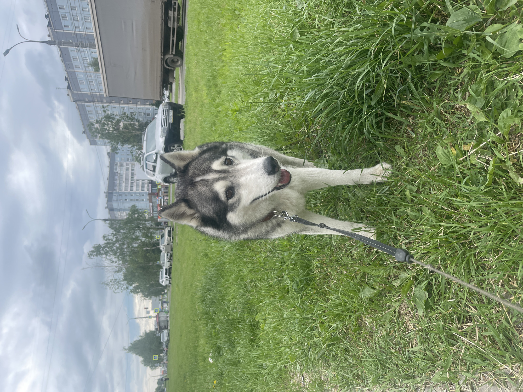 A Siberian Husky dog is standing on a grassy area next to a sidewalk. The dog is looking towards the camera with its mouth open, panting. It is wearing a red collar and a black leash. In the background, there is a street with cars and buildings. The sky is overcast with clouds. The scene appears to be in an urban environment in Izhevsk, Russia.