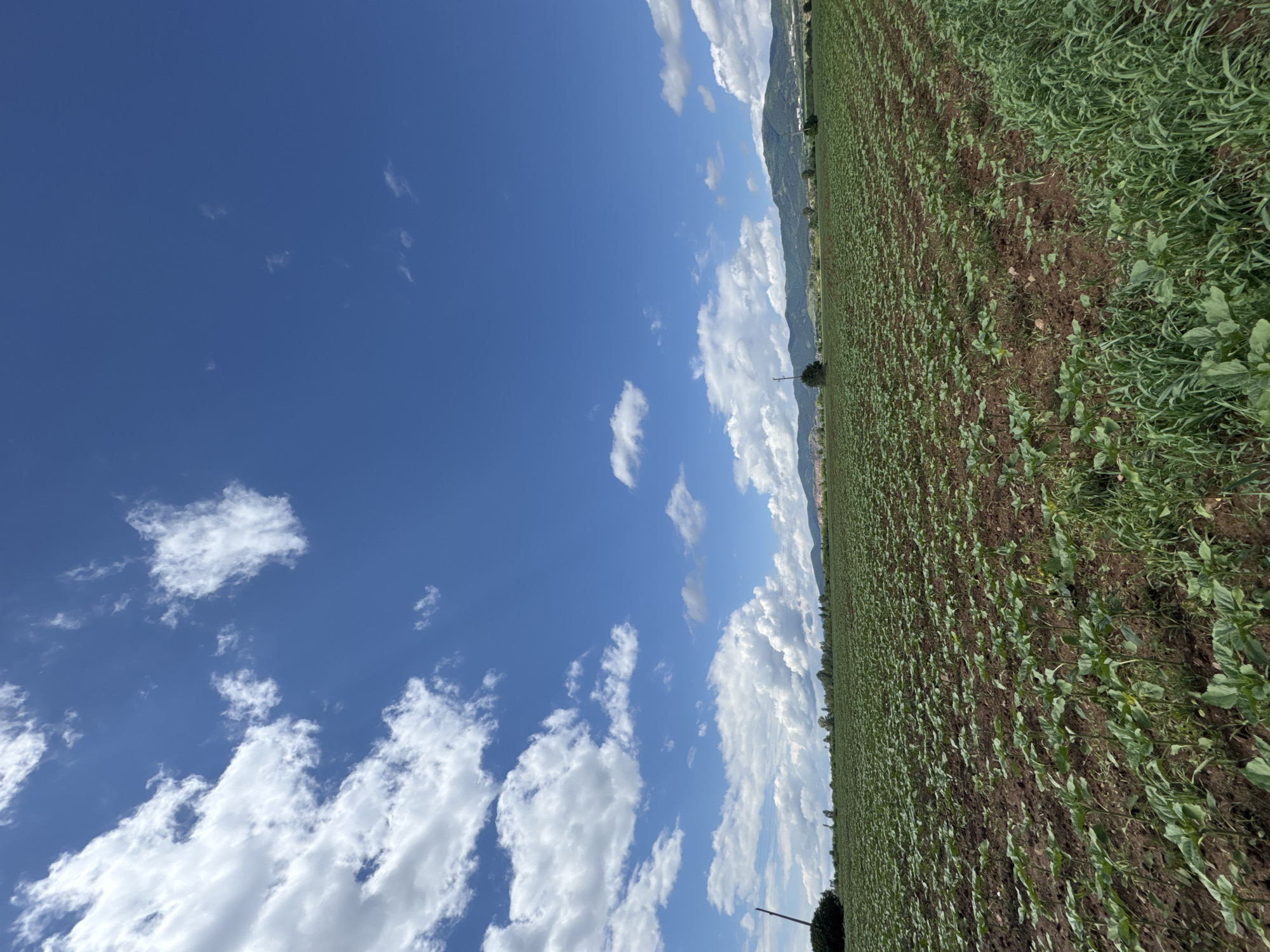 The image captures a vibrant, wide-angle landscape rotated 90 degrees clockwise, depicting an expansive agricultural field under a bright blue sky in Yana, Bulgaria. The setting is rural and natural.
In the foreground and extending into the mid-ground, a vast field of young, green crops is visible. The crops are planted in neat rows in rich, brown soil, indicating cultivated land. On the far right edge of the field, taller, wilder green vegetation or grass forms a distinct border. A thin, dark utility pole or similar structure stands vertically near the lower center of the frame.
Towards the horizon, the field meets a range of distant mountains or hills, characterized by soft outlines and a hazy appearance, suggesting depth. Scattered small, dark green trees and shrubs are visible along the base of these mountains, and one solitary, dark green tree stands closer to the field in the mid-ground.
The upper portion of the frame is dominated by a clear, azure sky dotted with numerous fluffy, white cumulus clouds of varying sizes and shapes. The lighting is bright and even, indicative of daytime, likely late morning or early afternoon, with fair weather conditions.
There are no people or animals visible, and no specific activity or event is taking place, presenting a serene and static rural scene. No visible text is present in the image. The overall mood is peaceful and expansive, highlighting the natural beauty of the agricultural landscape against a dramatic sky and distant mountains.
