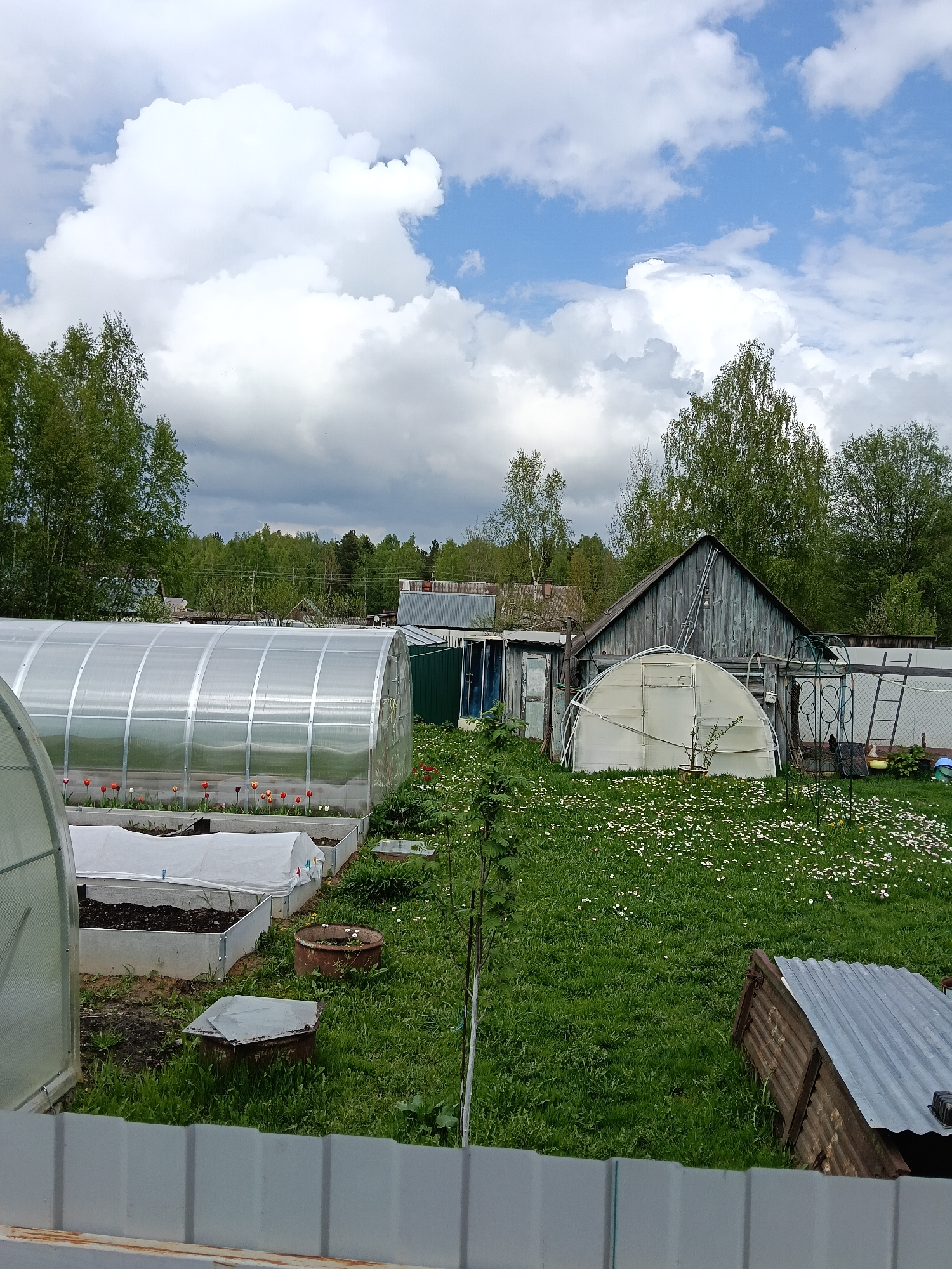 The image shows a garden scene in Красный Маяк, Russia. There are two greenhouses, one larger and elongated, and a smaller, dome-shaped one. The larger greenhouse has red and yellow tulips planted inside. Raised garden beds with soil are visible near the larger greenhouse, with one covered in white fabric. A weathered wooden shed is present, alongside other metal and wooden structures. The lawn is mostly green, but dotted with white daisies. The sky is overcast, with white and gray clouds. The bottom of the image shows a white metal fence.