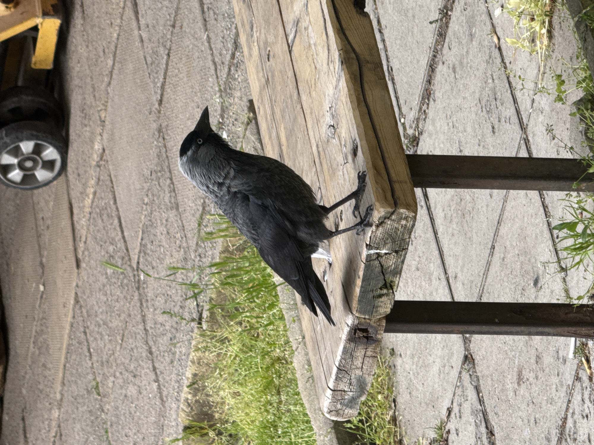 A bird, likely a Western Jackdaw, perches on the edge of a weathered wooden bench. The bench is made of rough-hewn planks with cracks and visible wood grain. It is supported by dark metal legs. The area surrounding the bench includes paving stones or concrete slabs with geometric patterns, patches of grass, and scattered weeds. A yellow object with wheels, potentially a piece of equipment or machinery, is partially visible in the background. The location is unknown, but based on the species of bird, it could possibly be in a park or urban green space in Sofia, Bulgaria.