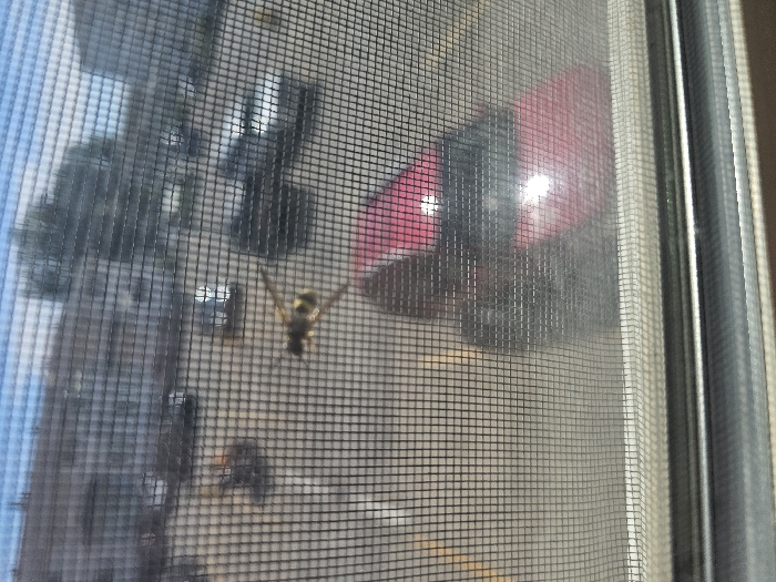 The image captures an outdoor scene through the fine mesh of a window screen, displaying a grid pattern across the entire frame. A yellow-and-black striped insect, consistent with a wasp or yellowjacket, is positioned on the screen, slightly left of the image center, with its wings extended. The immediate foreground reveals the metallic frame of the window. Beyond the screen, an asphalt parking lot is visible, containing several parked vehicles. A red compact car is prominently situated in the lower right midground, exhibiting reflections on its surface. Other darker vehicles are parked further back. In the background, indistinct buildings and trees are present under a clear blue sky, indicating daytime conditions. There are no individuals visible. The scene is located in the city of Lethbridge, Canada.