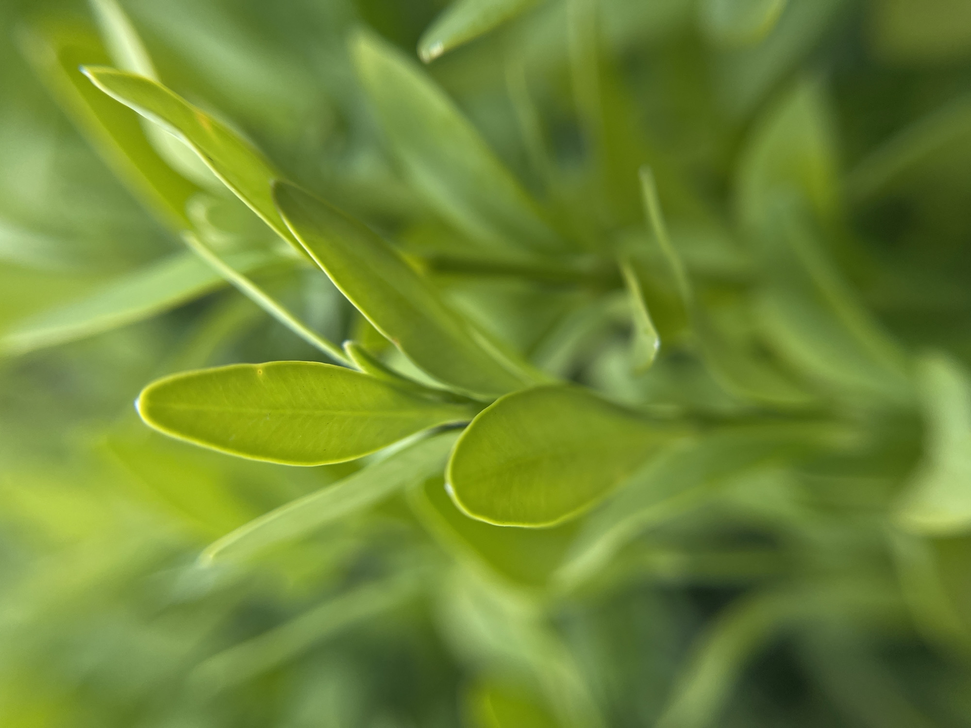 A close-up image shows bright green leaves. The leaves appear to be small and oval-shaped. The background is soft and out of focus, also consisting of green foliage. Specific information about the location in Popasne, Ukraine, or the presence of people or objects beyond the foliage, is not determinable from the provided image.
