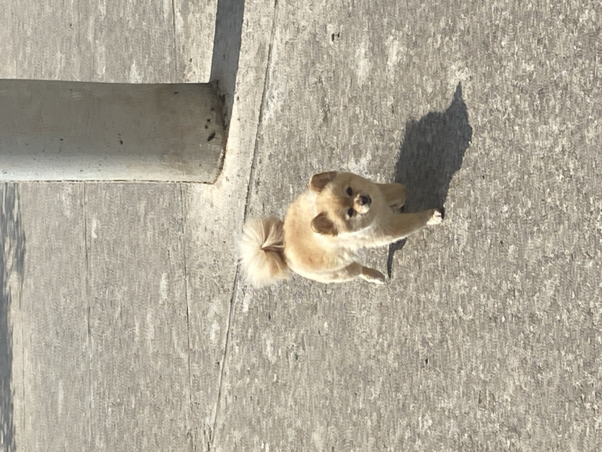 This image, captured in Budva, Montenegro, features a small, light-colored dog on a concrete surface. The dog, resembling a Pomeranian with fluffy tan fur, is the central subject, looking directly up at the camera with a curious and attentive expression, its head slightly tilted. Its distinctive fluffy tail is curled upwards and visible behind its body.
The setting appears to be an outdoor paved area, possibly a sidewalk or urban square, indicated by the rough texture and lines of the concrete. To the left, a light gray cylindrical object, likely the base of a pole or pillar, runs across the frame.
The scene is brightly illuminated by strong sunlight, casting a sharp, dark shadow of the dog to its right. This suggests a clear, sunny day, with the time of day likely being mid-morning or afternoon based on the shadow's length and angle. The overall mood is bright and open. No text is visible in the image.