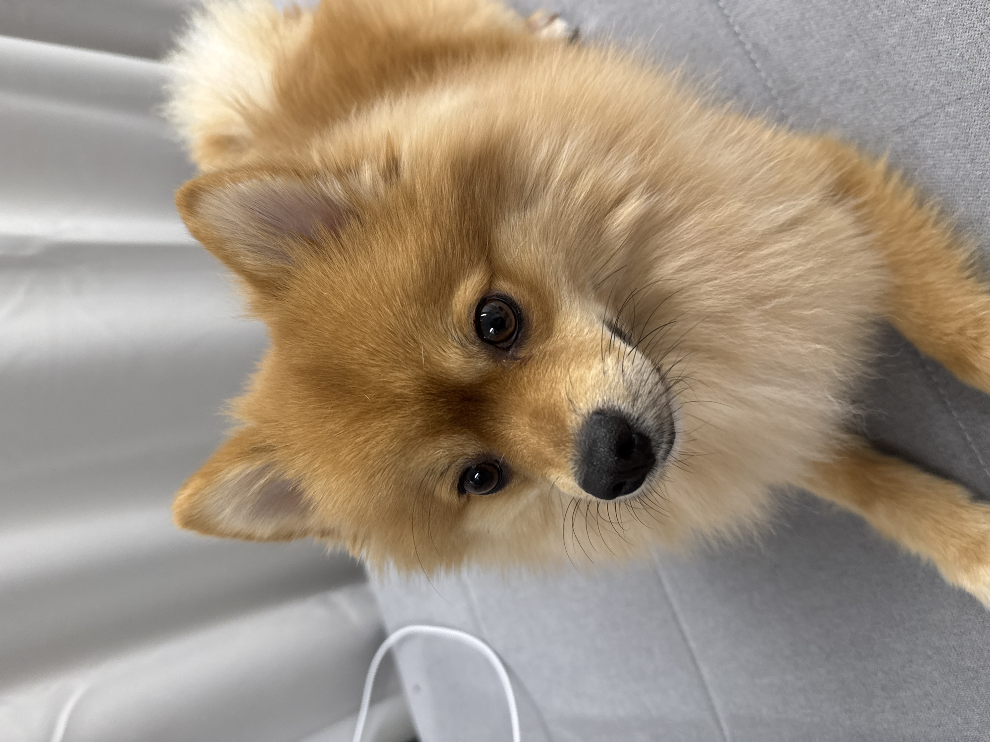 This image depicts a domestic scene in Sofia, Bulgaria, featuring a single subject: a small dog resembling a Pomeranian. The dog is lying prone on a grey, upholstered surface, likely a sofa or bed, characterized by visible stitching patterns. Its fur is predominantly orange-brown, with lighter cream-colored fur visible on its chest and legs. The dog possesses a black, moist-appearing nose, dark brown, almond-shaped eyes, and erect, pointed ears. Whiskers are present around its muzzle. The dog's head is turned to face the viewer directly. In the background, a light grey or white curtain with vertical folds is visible. A thin white cable rests on the grey upholstered surface to the left of the dog's head. The lighting is even, indicating an indoor setting. No other individuals or significant objects are visible within the frame.