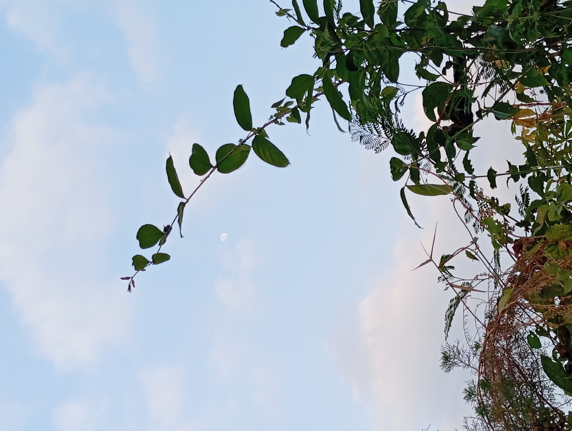 An outdoor, low-angle shot captures a sprig of green leaves extending from a branch against a pale blue sky with scattered clouds. A small, hazy circle, possibly the moon, is visible in the upper middle portion of the sky. The foliage on the branch is detailed, with some leaves appearing slightly lighter in shade and others darker. In the foreground, a dense collection of dry, brown twigs and branches intertwines with more green leaves and stems, creating a layered effect. The scene is likely set in Karang Jati, Indonesia, during daylight. There are no people or animals discernible in the image.