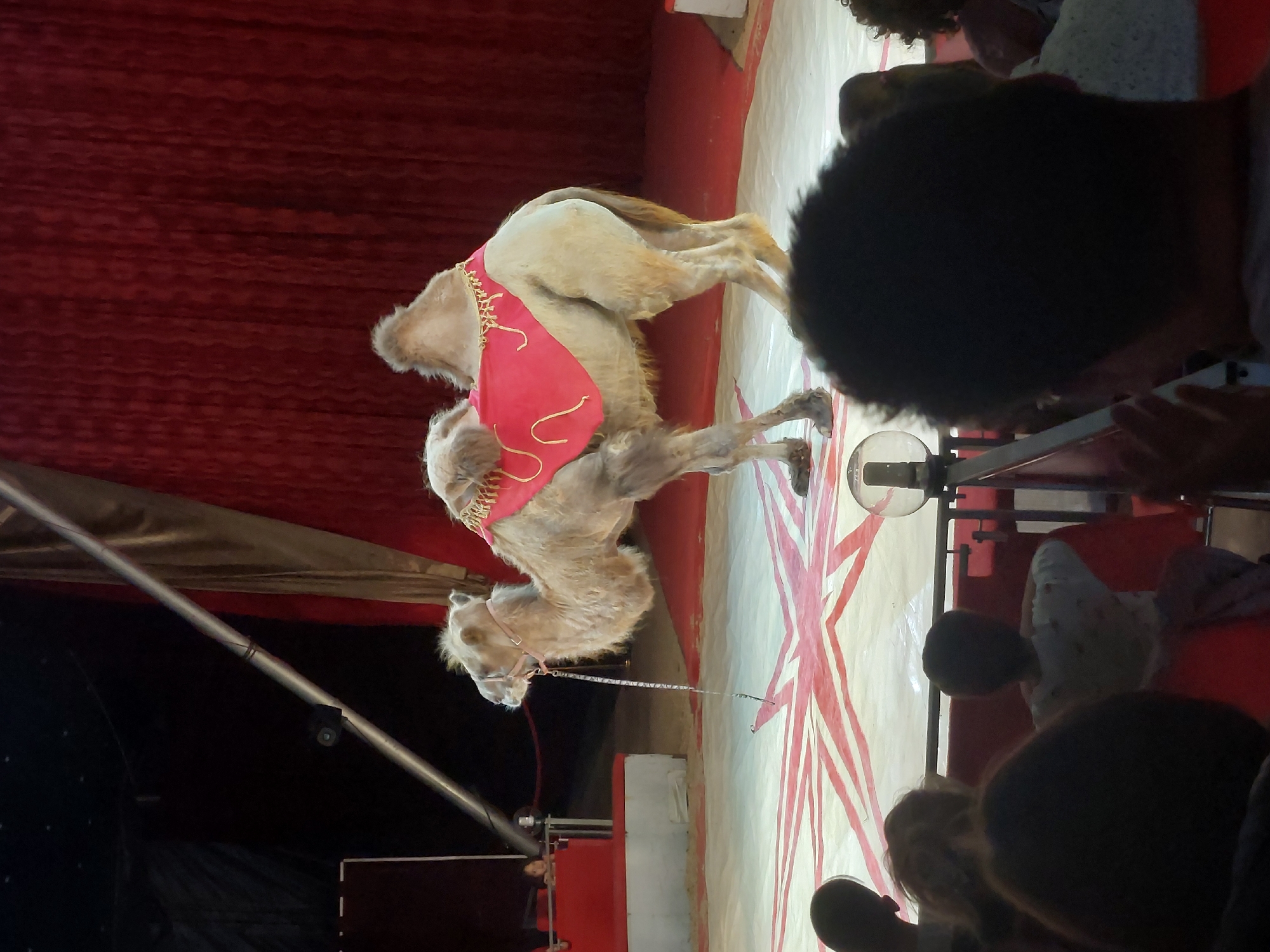 A camel wearing a red and gold decorated blanket stands in a circus ring in Plovdiv, Bulgaria. The camel is on a white and red star-patterned floor. In the foreground, blurry spectators watch the performance. A red curtain forms the backdrop. A metal support structure is visible in the lower left corner.