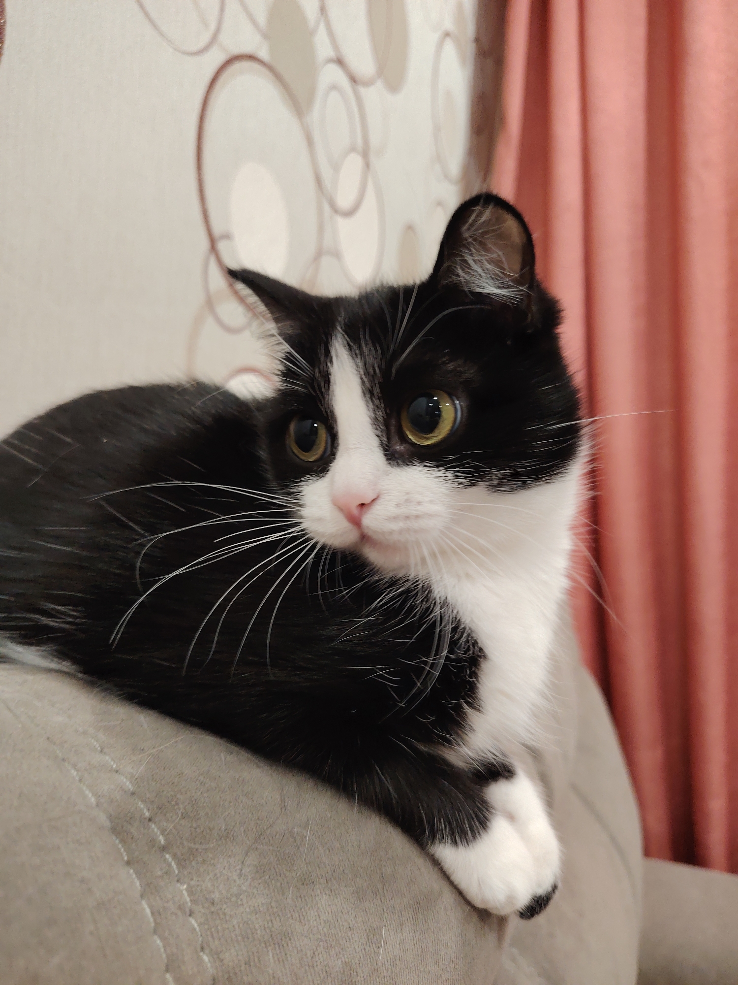 A black and white cat is resting on a textured gray surface, possibly a couch or chair. The cat is facing to the right with its body angled slightly towards the viewer. Its eyes are open and focused, and its whiskers are prominent. The background consists of a wall with a patterned wallpaper and a pink curtain. The lighting is dim, suggesting an indoor setting. The location is Unknown, Unknown.