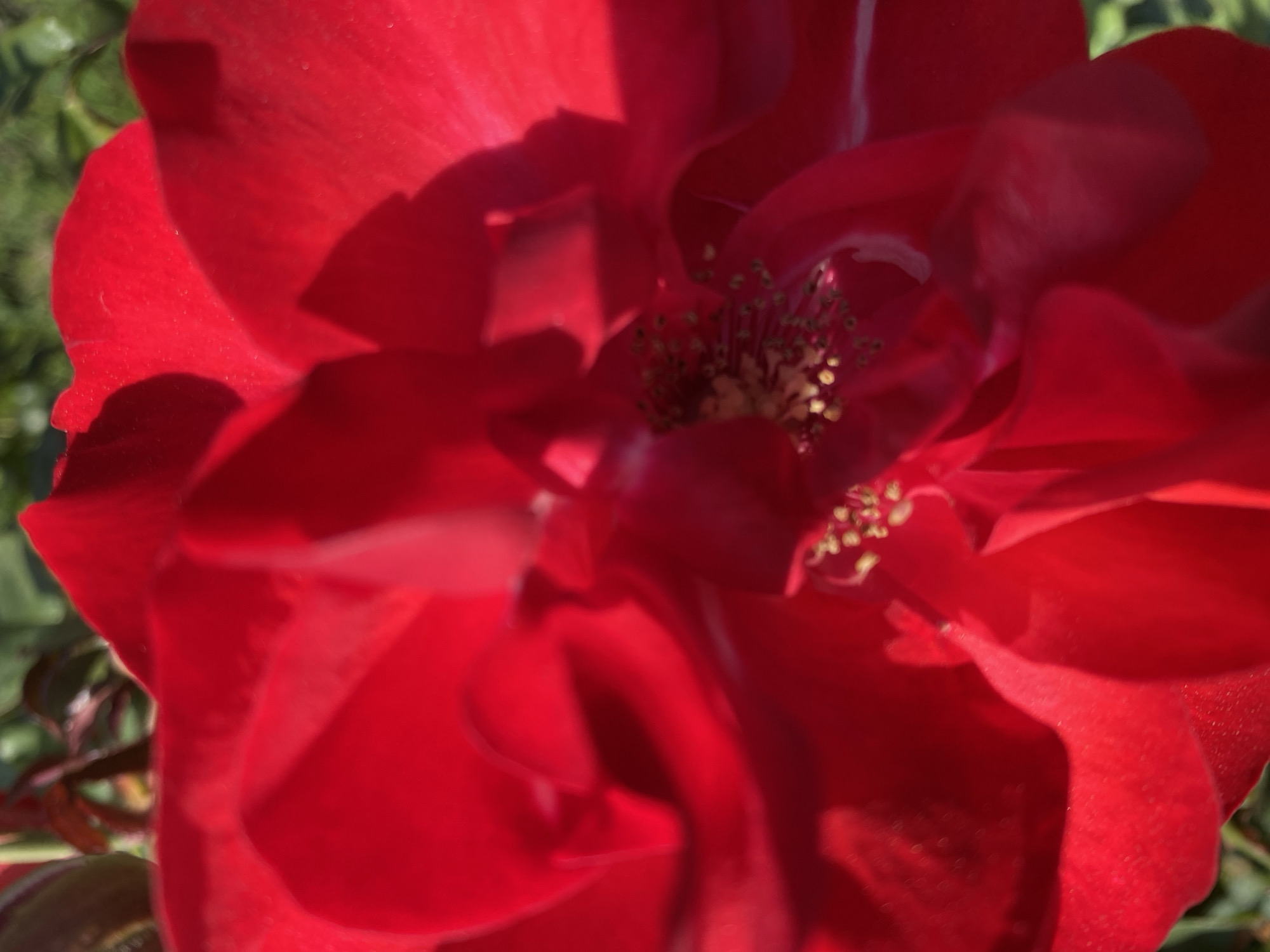 This is a vibrant close-up photograph of a fully bloomed red rose, likely taken outdoors in Alanya, Turkey, during the daytime under bright sunlight. The rose dominates the frame, showcasing its rich red petals. The camera focuses on the center of the flower, revealing the intricate details of its stamen and pistil, which are yellow-gold with small, dark tips. Some petals are slightly curled, creating depth and texture within the flower's structure.
Sunlight casts prominent shadows across various petals, highlighting their curves and folds while also creating areas of deeper red and contrast. The edges of some petals appear slightly brighter where the sun directly hits them. In the background, out of focus, blurred green foliage is visible, suggesting the rose is part of a garden or natural outdoor setting. The overall impression is one of natural beauty and vivid color. There is no visible text in the image.