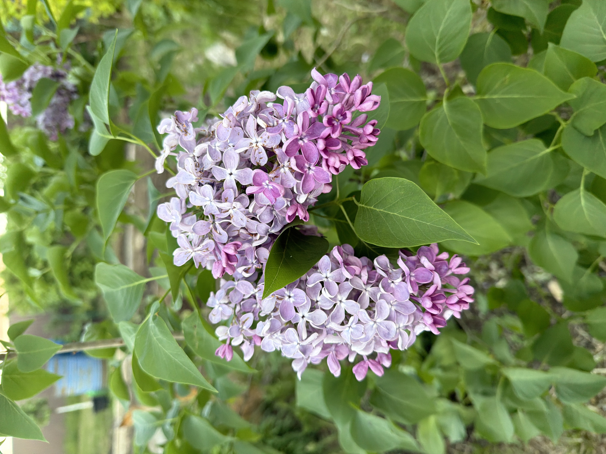 The image depicts a cluster of lilac flowers with green leaves. The flowers are a mix of light purple and darker purple hues, indicative of different stages of bloom. The leaves are oval-shaped with smooth edges. The location is Bolsheustyikinskoye, Russia, based on provided location. No people, actions, or interactions are visible. The environment consists of foliage and potentially other greenery.