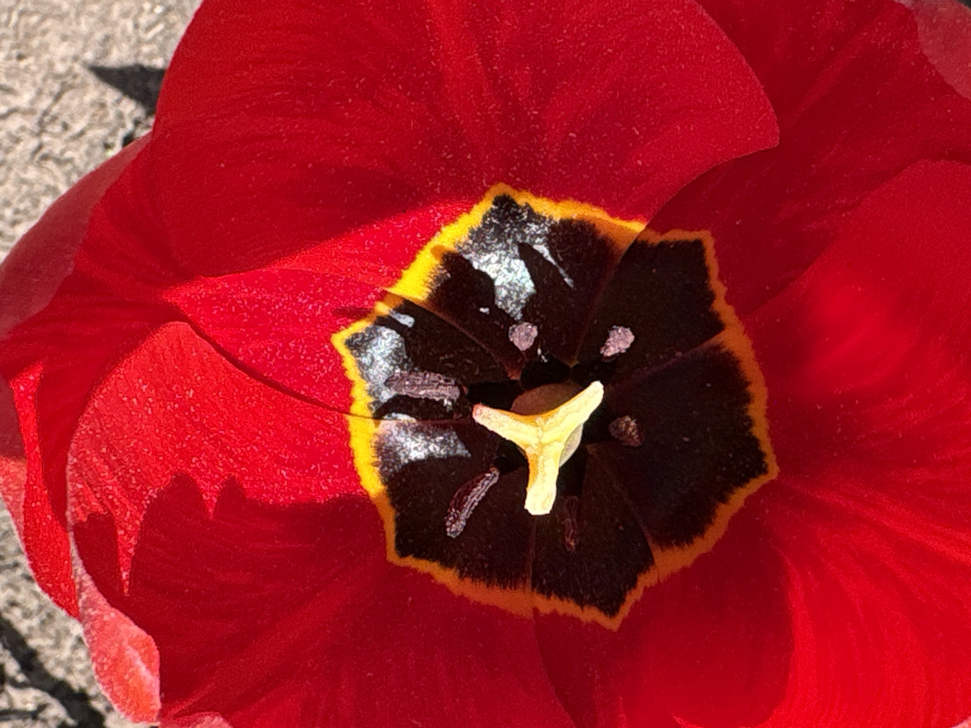 The image is a close-up shot of a red tulip flower. The interior of the flower is visible, showing black and yellow patterns surrounding a yellow pistil. There is no information in the image to suggest it was taken in Italmas, Russia or any people, subjects, objects, actions, interactions. The environment consists of petal and the inside of a tulip.