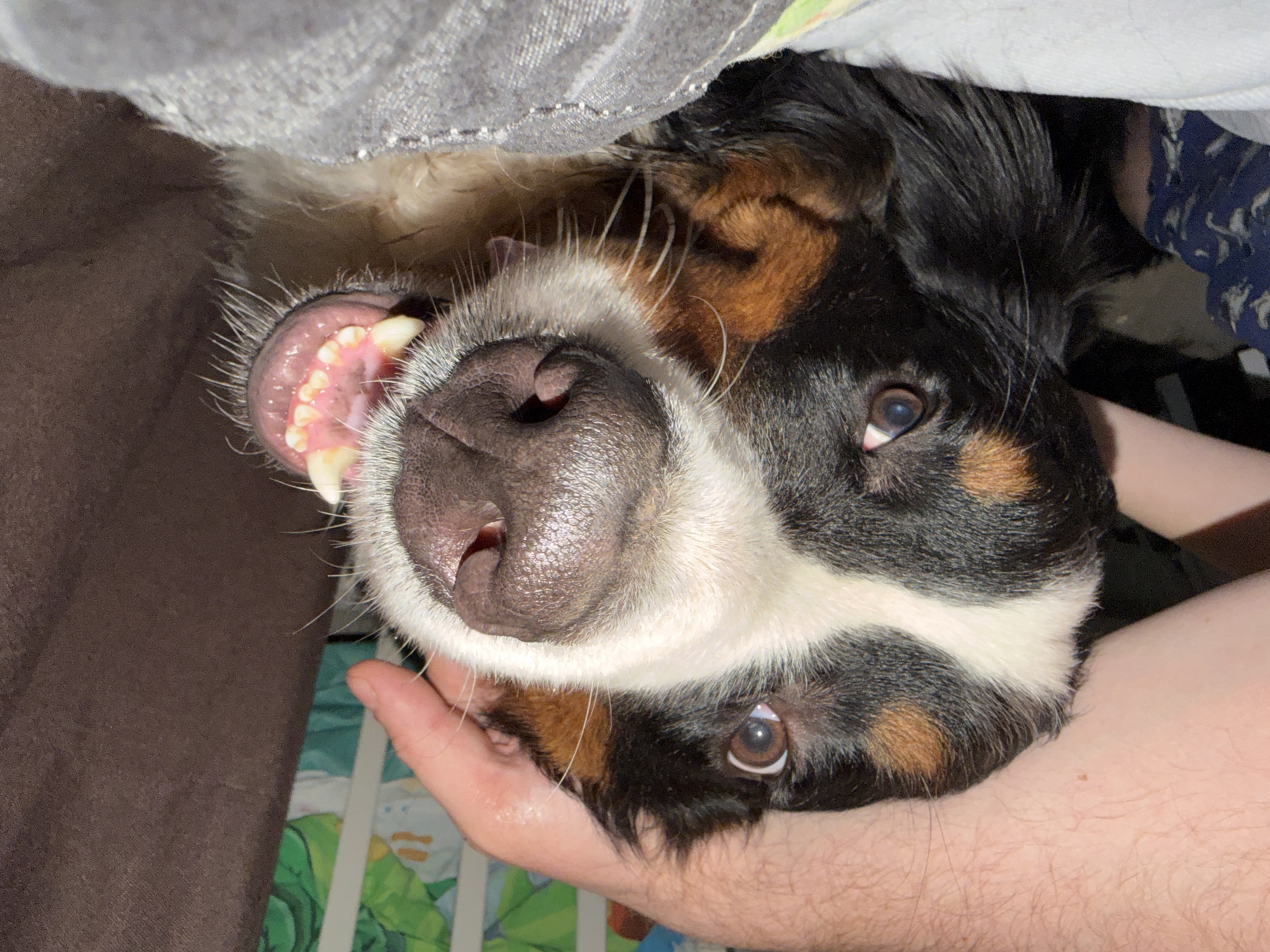 This media file is a close-up, slightly overhead shot of a Bernese Mountain Dog. The dog's head is angled, and its mouth is open, revealing its teeth and pink gums. A person's hand is visible, gently holding the dog's muzzle. The dog has black, white, and tan fur, characteristic of the breed. Its eyes are brown and appear alert. The background is slightly blurred, showing what appears to be a bed with grey and patterned bedding. The lighting suggests it might be indoors during the day. There is no visible text in the image.