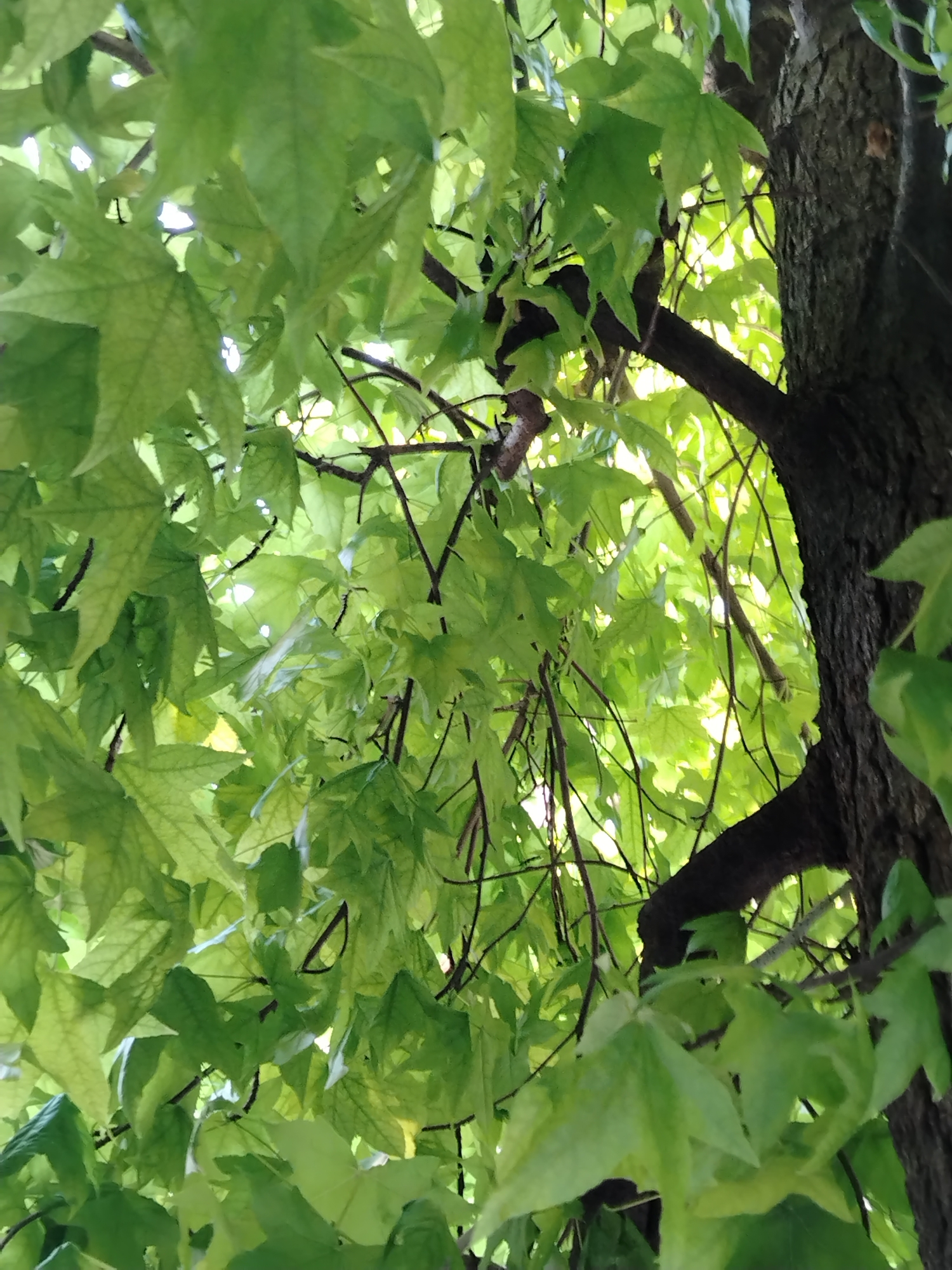 The image is a close-up, upward-looking shot of a tree's canopy and trunk in Hostalric, Spain. The foreground is dominated by numerous bright green leaves, some of which are sharply in focus, while others are slightly blurred. Thin, dark branches crisscross through the foliage. To the right of the frame, a portion of the tree's trunk is visible, its bark rough and dark brown. The background consists of lighter green leaves and sky, creating a dappled light effect. The scene appears to be set outdoors in a natural environment, possibly a park or garden within the city.