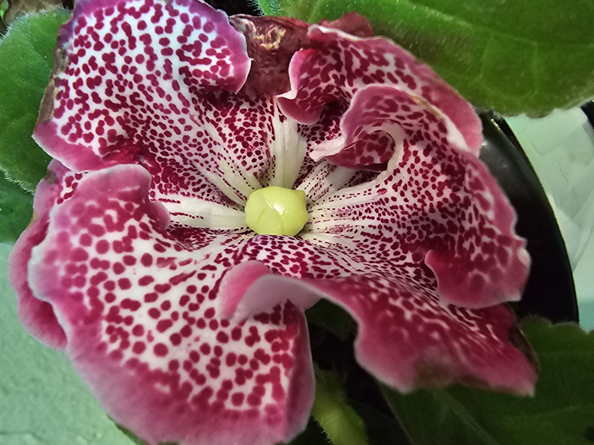 The image shows a close-up of a blooming flower. The flower has large, ruffled petals that are white with numerous dark pink spots. The center of the flower contains a pale green stamen. The flower is surrounded by green leaves, and a dark, out-of-focus background suggests it might be in a pot or garden setting. The lighting appears to be natural, highlighting the delicate textures and vibrant colors of the petals. No people, text, or specific time of day or weather conditions are visible. The location context provided is Kalinovka, Russia, which adds geographical information to the scene. The image is a still photograph, capturing a moment of natural beauty.