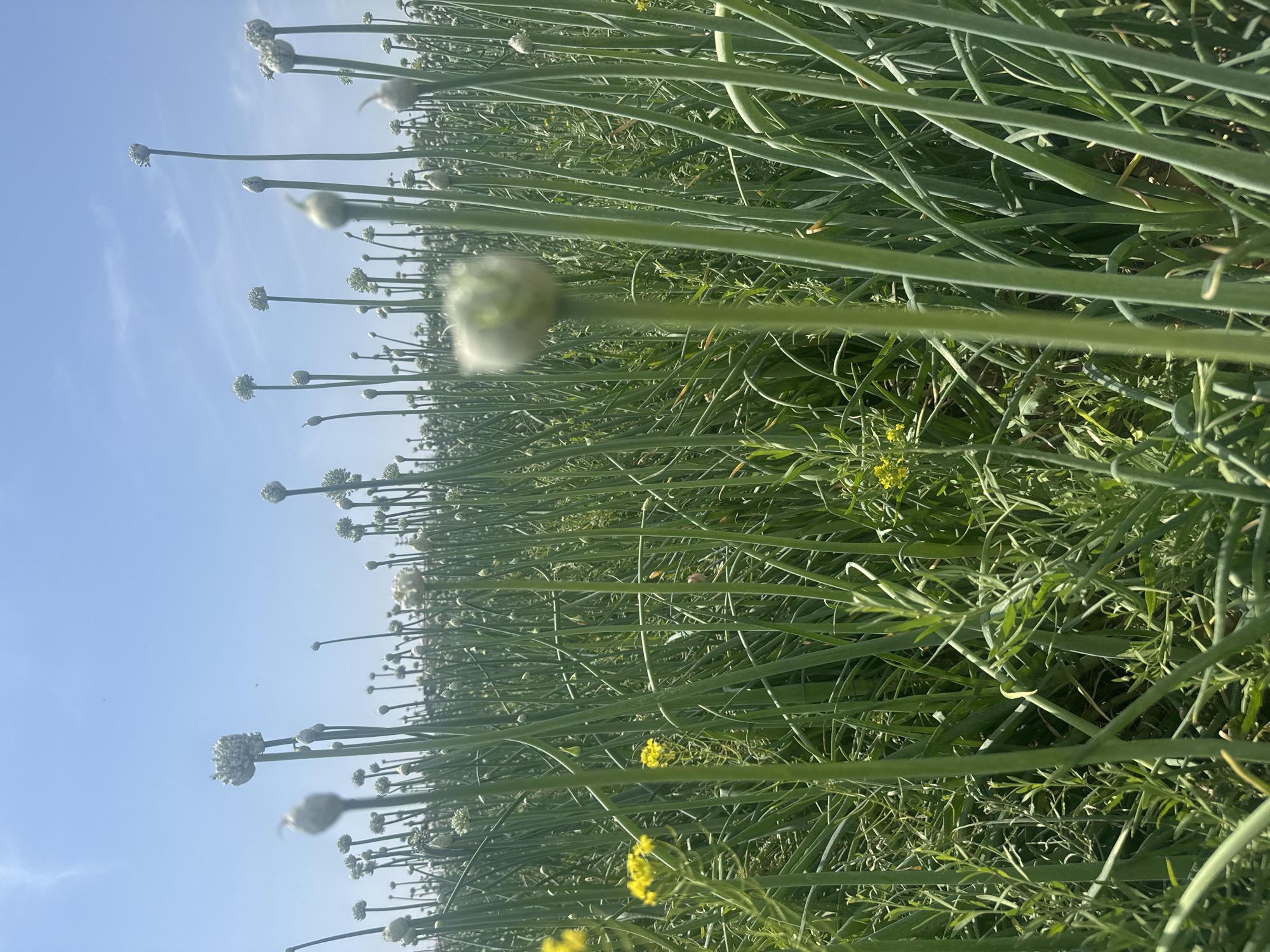 The image depicts a field of flowering onions under a bright blue sky. The location appears to be an agricultural area, possibly near Tashkent, Uzbekistan, given the reference to the city. The onion plants are densely packed, with long, green stalks and round, budding white flowers. Some small yellow flowers also grow amidst the onion plants. No people or animals are visible in the scene.
