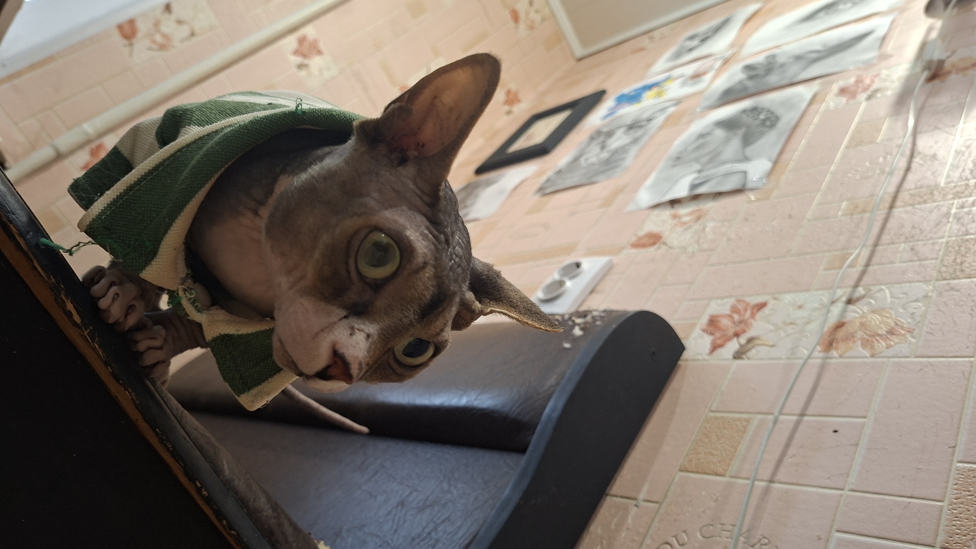 A hairless cat, wearing a green and white striped garment, is perched on the edge of a dark brown leather-upholstered piece of furniture, possibly a couch or chair. The cat's paws are visible, clinging to the edge of the furniture. The background consists of a wall covered in light pink tiles with floral patterns and some framed artwork or sketches. Electrical outlets and a wire are also visible on the wall. The lighting suggests an indoor environment. The image appears to be taken from a low angle, looking up at the cat. The location is specified as the city of Myadzyel, Belarus.