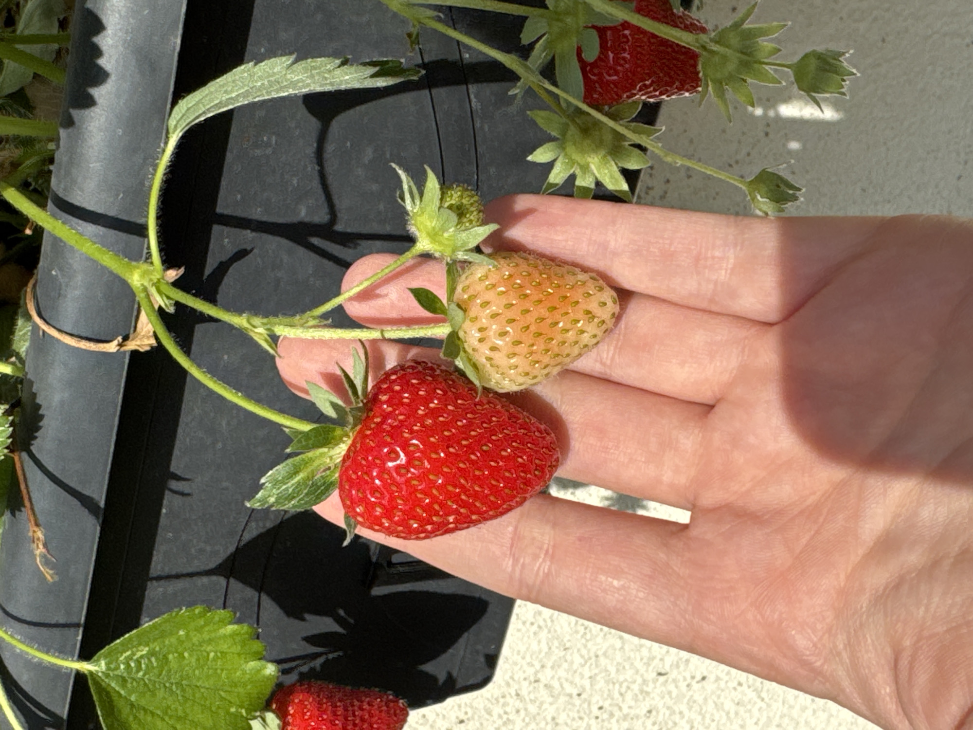 A human hand holds a cluster of strawberries attached to their stems. One strawberry is ripe and red, while another is unripe and greenish-yellow. Part of a black planter is visible in the background, along with more strawberries and foliage. The scene is outdoors, bathed in sunlight. The location is unknown.