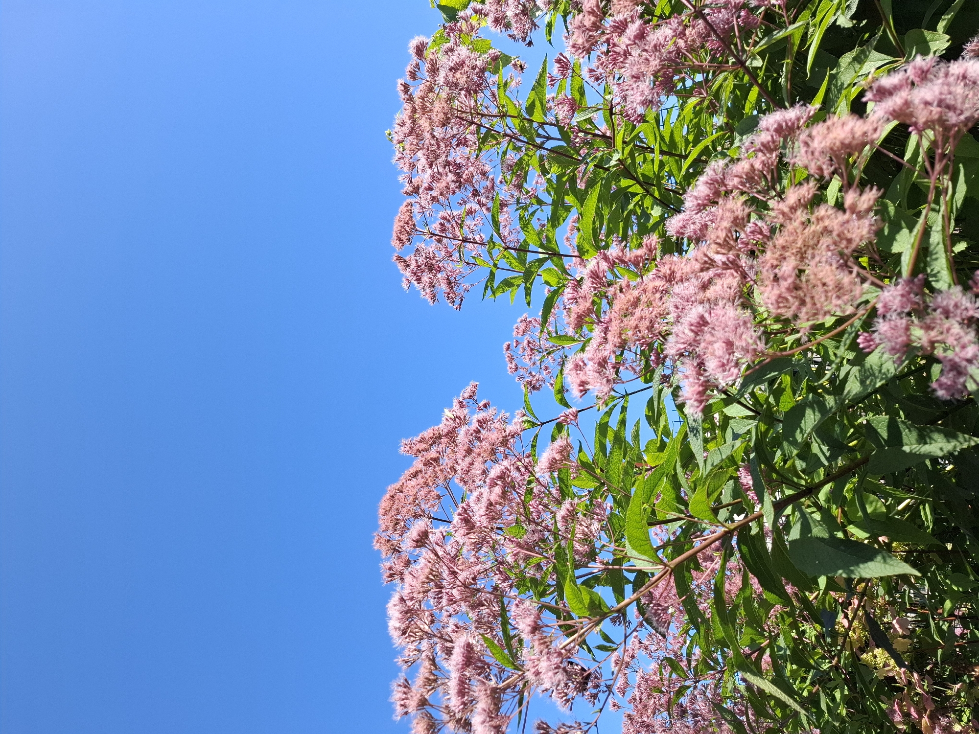 The image shows a cluster of pink flowers with green leaves against a clear blue sky. The flowers are fluffy and appear to be growing on tall stalks. The scene is captured from a low angle, looking up towards the sky. There are no people or animals visible in the image. The environment appears to be outdoors, likely in a garden or natural setting, with a focus on the blooming flowers. The location in the city of Tyumen, Russia, is not discernible from the visual information provided.