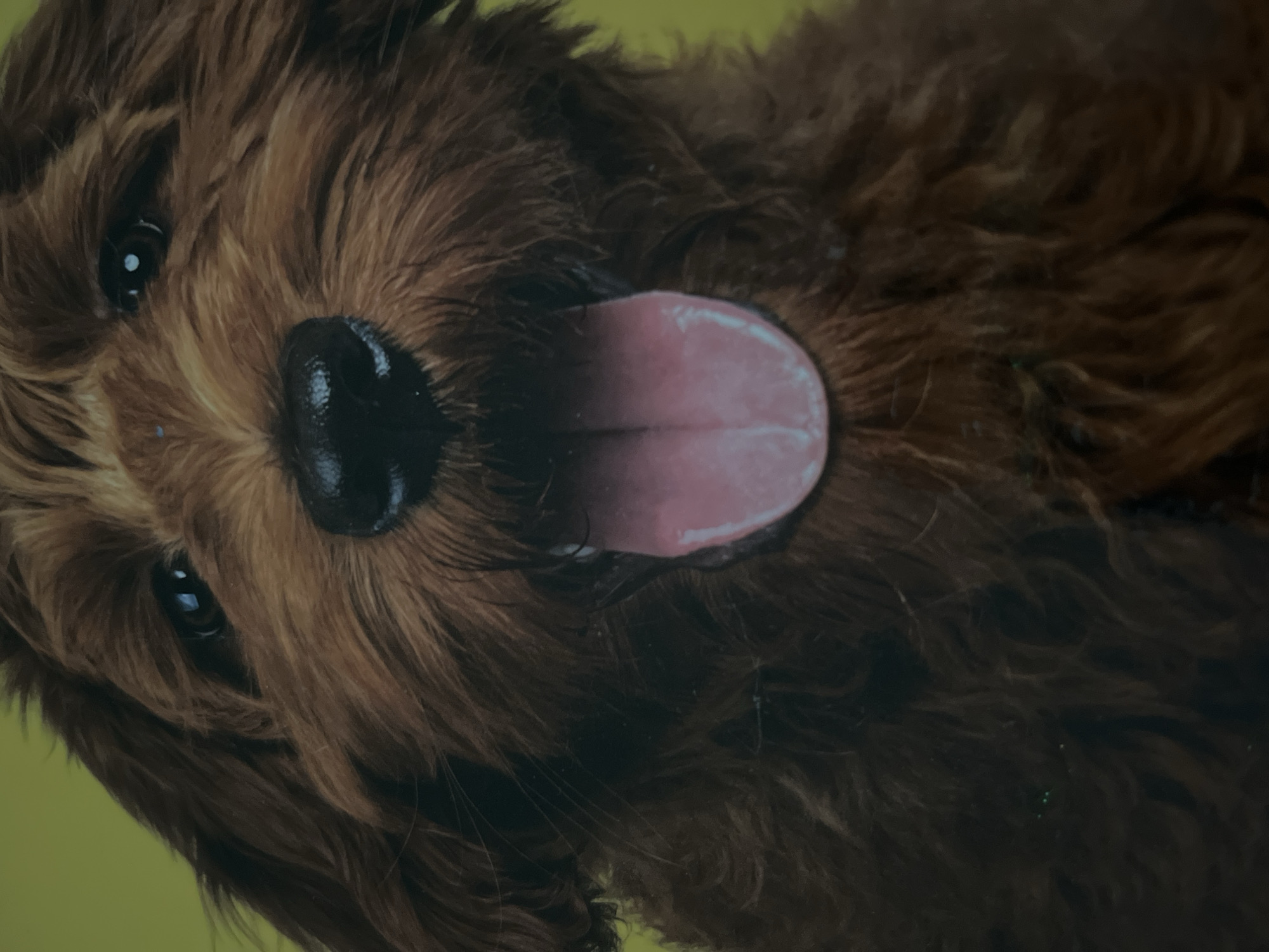 A close-up, head-on portrait features a shaggy-haired canine with predominantly reddish-brown fur. The dog's dark eyes are directed forward, exhibiting visible pupils and subtle catchlights. A prominent black nose occupies the center of the upper snout. The mouth is open, revealing a moist, light-pink tongue extended downward and forward. The background is a plain, uniformly muted yellow-green color, devoid of any discernible objects, structures, or environmental context. No individuals or additional subjects are present in the frame. The lighting appears even and diffused, illuminating the subject without harsh shadows. No location details, including geographical coordinates or specific city references, are ascertainable from the visual data.