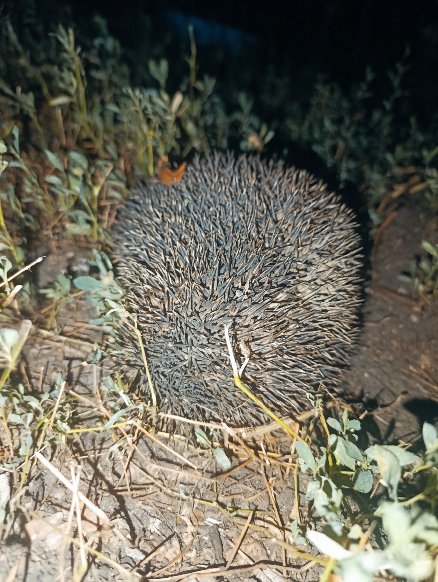 A hedgehog is curled into a ball, its quills are visible, on the ground in Zlatopil, Ukraine. The ground is covered with dry grass and leaves. There are some small green plants growing around the hedgehog. The background is dark and blurry, with some foliage visible. The image appears to have been taken at night or in low light conditions.