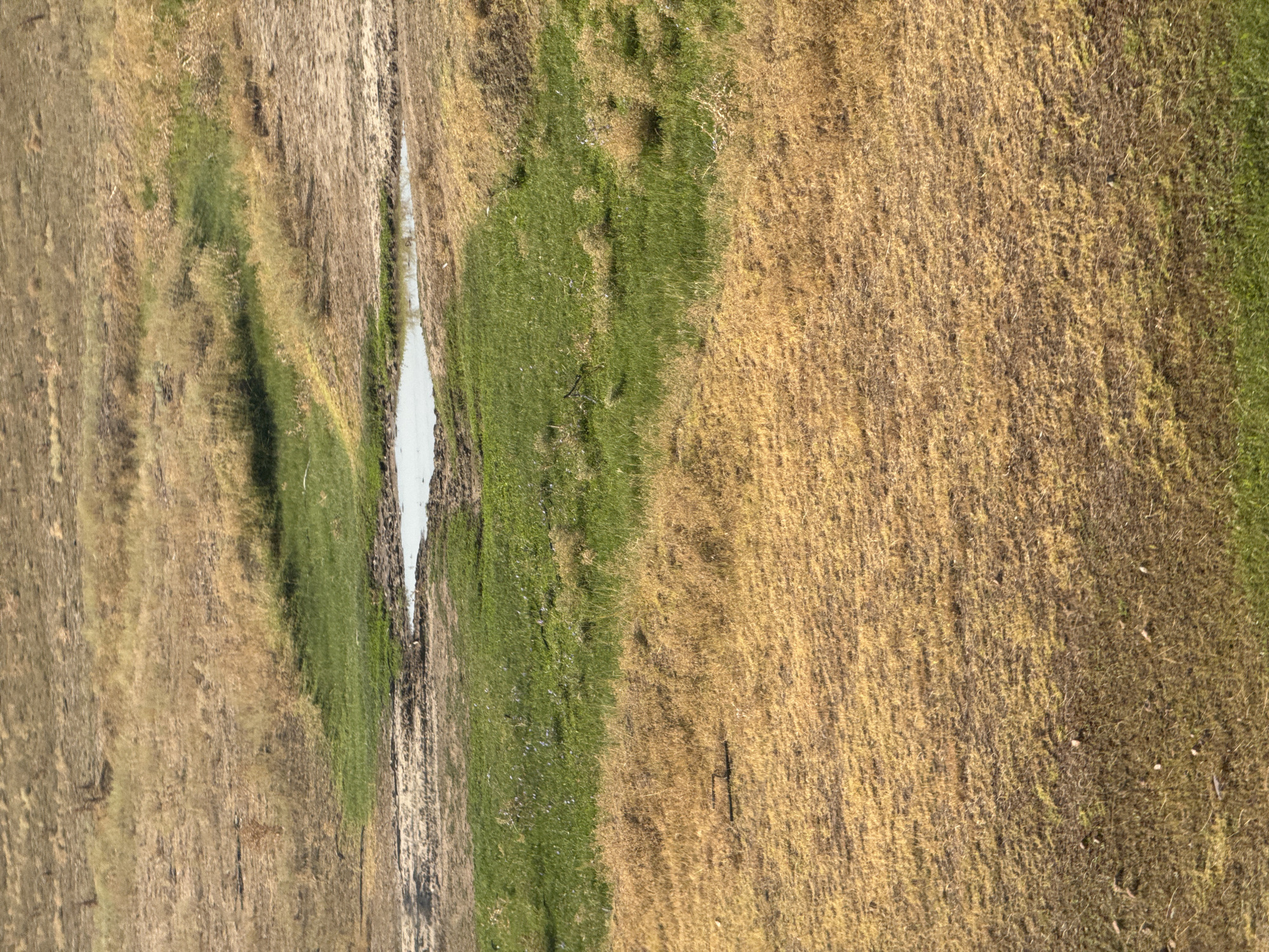 An aerial view shows a dry, grassy landscape with a small, muddy puddle in the center, surrounded by patches of green grass. The ground is mostly covered in dry, yellowish-brown vegetation, with some areas of darker soil visible. The puddle is shallow and reflects the sky. The scene appears to be a natural environment, possibly a rural or undeveloped area.