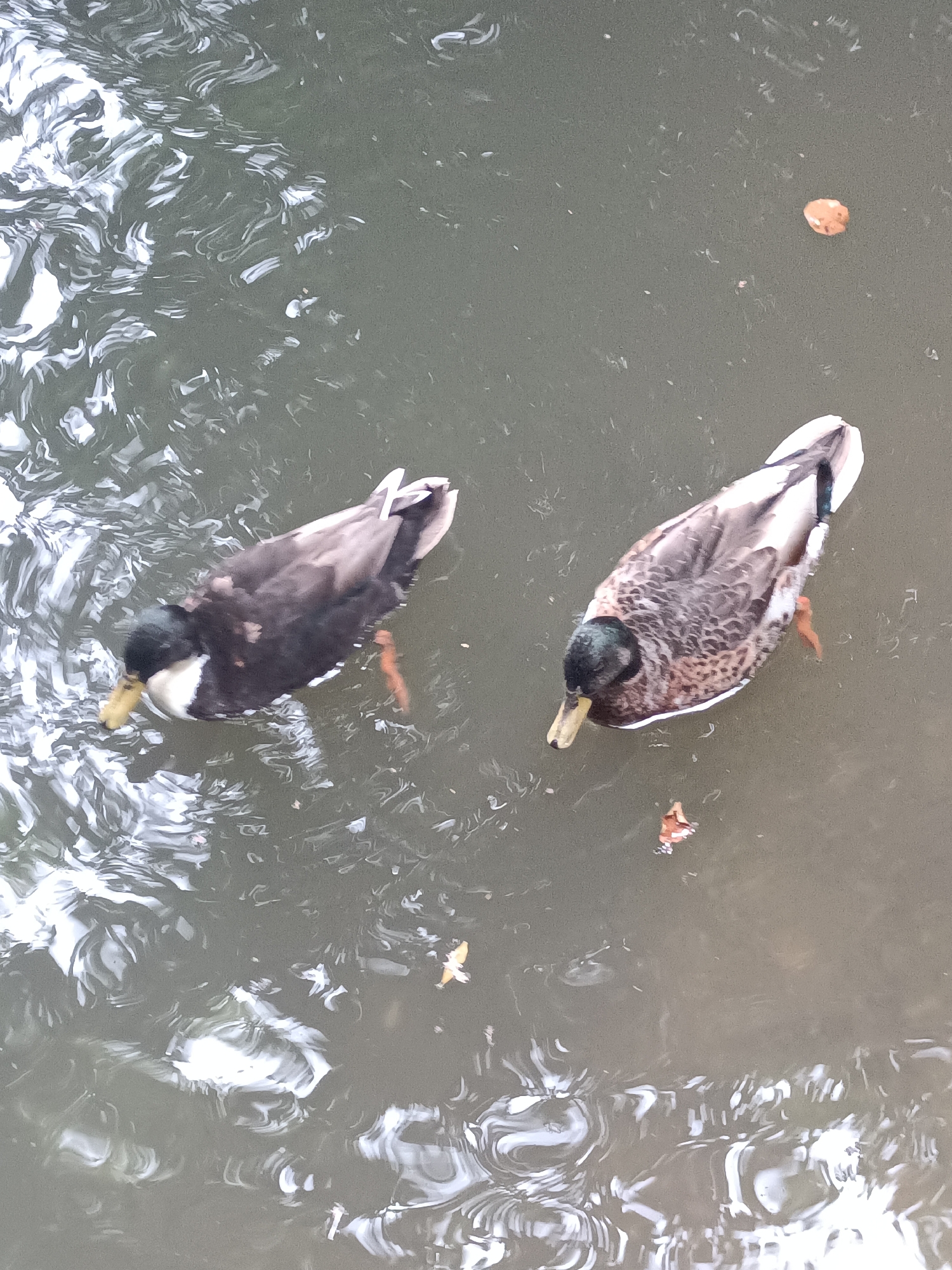 Two mallards are swimming in the murky water of the Canal de Houlgate, France. The duck on the left has dark brown and white plumage, a black head with a white chin, and a yellow bill. The duck on the right has mottled brown and grey feathers, a green iridescent head, and a yellow bill. The water is rippled, with reflections of light visible on the surface. A few fallen leaves are floating in the water.