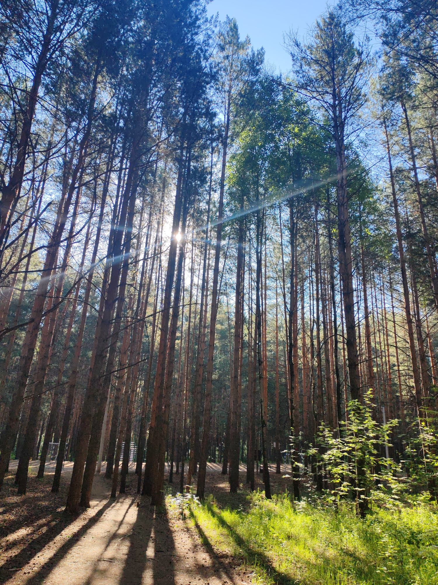 A low-angle, wide shot captures a sun-dappled forest path winding through tall pine trees. The sun shines brightly through the dense canopy, casting long shadows across the sandy path and illuminating patches of vibrant green grass and undergrowth on the right side of the frame. In the distance, through the trees, a small structure with a white railing and what appears to be stairs is visible. The sky above is a clear, bright blue. This scene is located in the city of Chaikovsky, Russia.