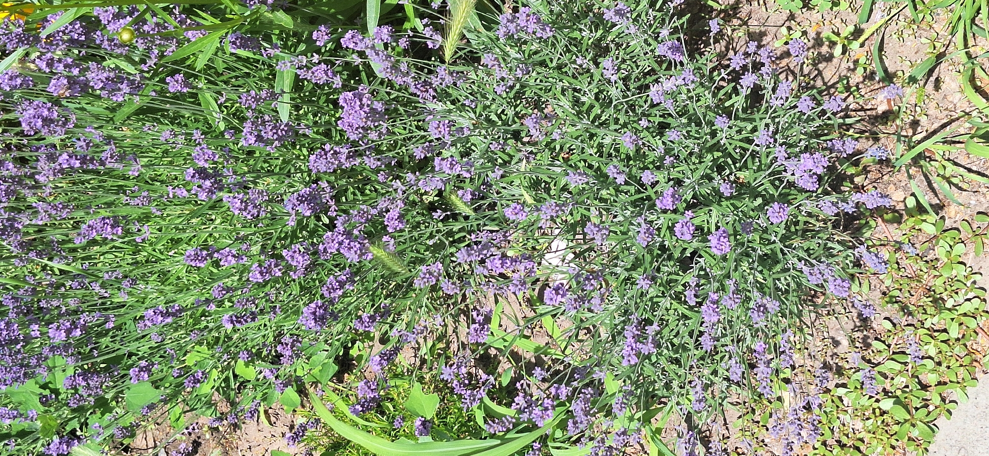 The image shows a close-up, overhead view of a lavender bush with many purple flowers and green foliage. The bush is growing in a garden or yard, with dry soil and some other low-lying green plants visible around its base. The lighting suggests it is a sunny day, casting shadows on the ground. The scene is natural and appears to be outdoors. There are no people or specific objects visible, other than the plants. The overall impression is one of a peaceful, natural setting, likely during springtime or summer when lavender is in bloom. No text is visible in the image.