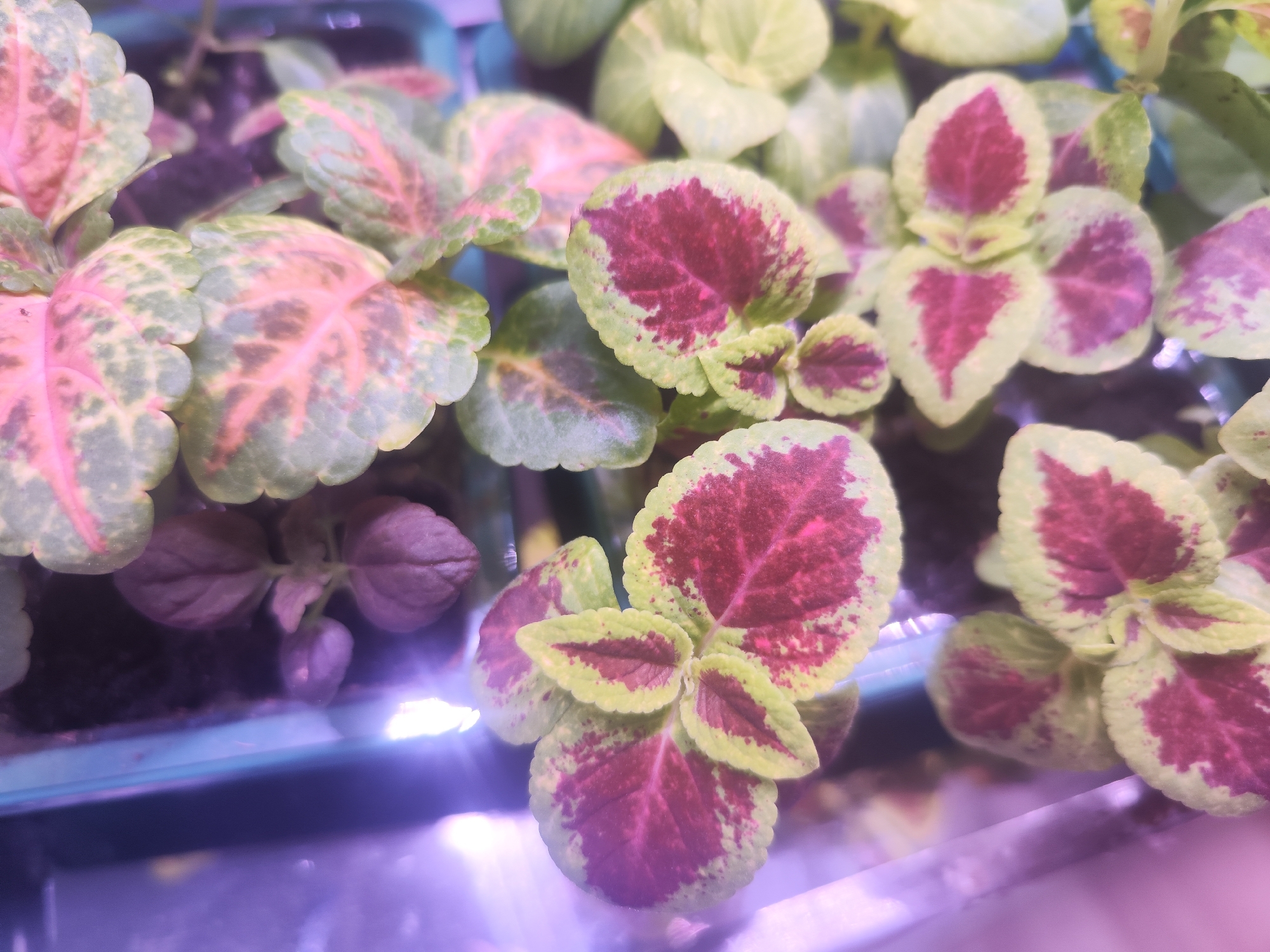The image shows several small coleus plants in pots, possibly seedlings. The plants have variegated leaves, primarily green with a large area of either dark red or pinkish coloration on the central part of the leaves. The pots appear to be in a tray, possibly for propagation. The lighting is somewhat artificial, with a purplish or bluish tint. The photograph may be from an indoor setting, possibly a greenhouse or a home. There is no indication of the location being Chaikovsky, Russia, nor is there any evidence of people or specific interactions taking place.